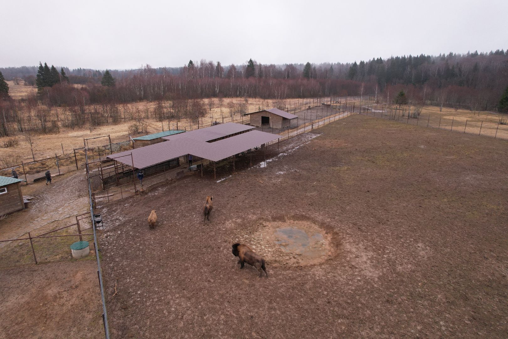 видео с коптера, сафари-парк в можайске, туризм можайска,