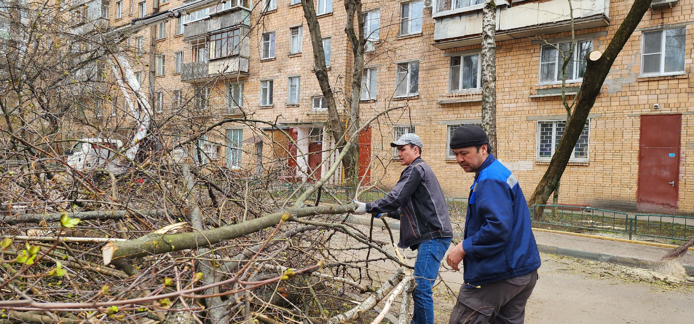 Химки, опиловка деревьев, Жкх, Благоустройство ,