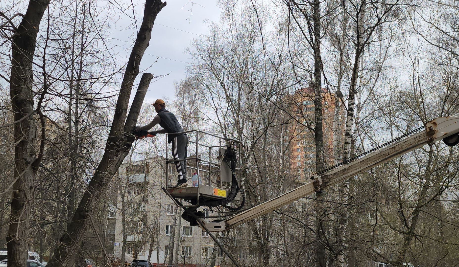 Химки, опиловка деревьев, Жкх, Благоустройство ,