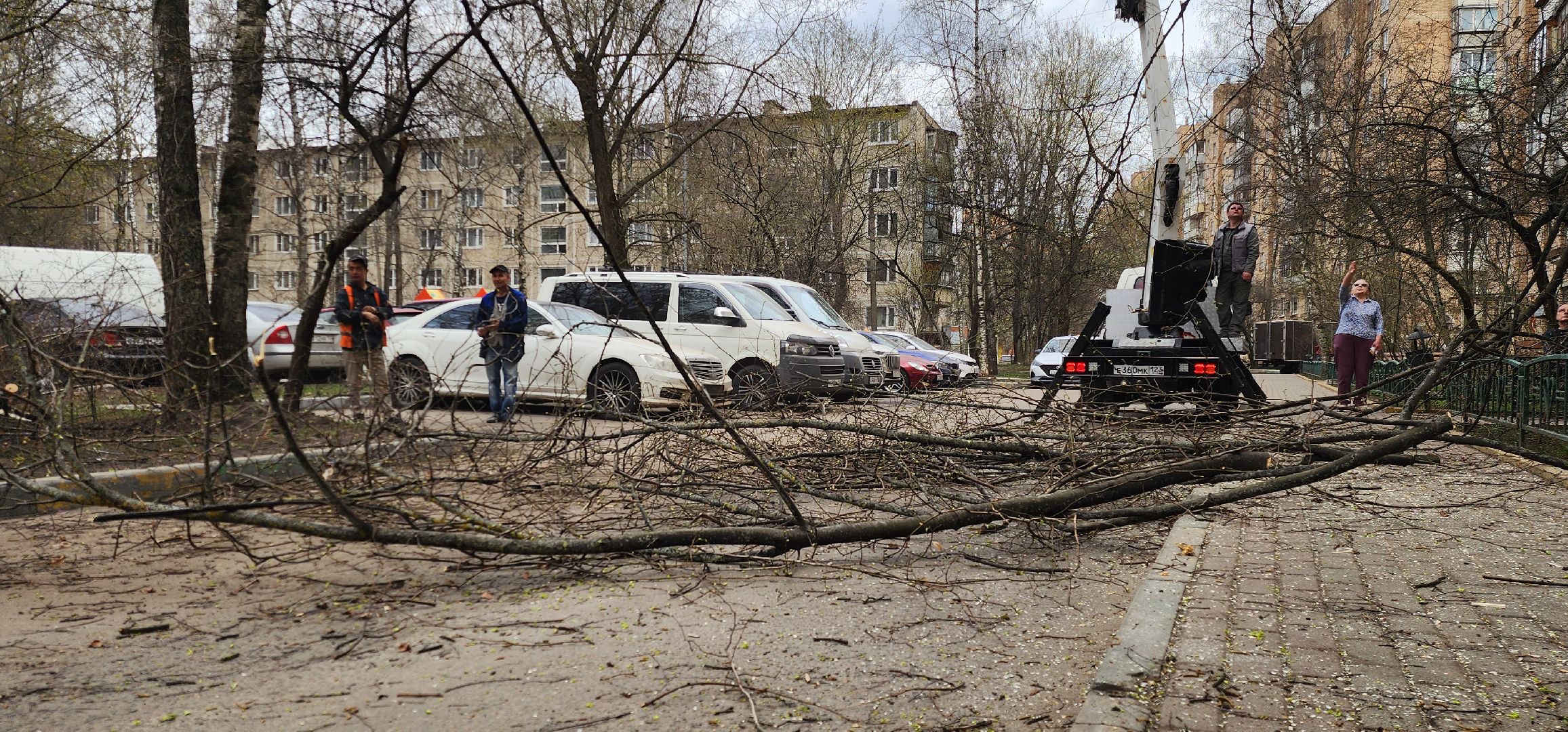 Химки, опиловка деревьев, Жкх, Благоустройство ,