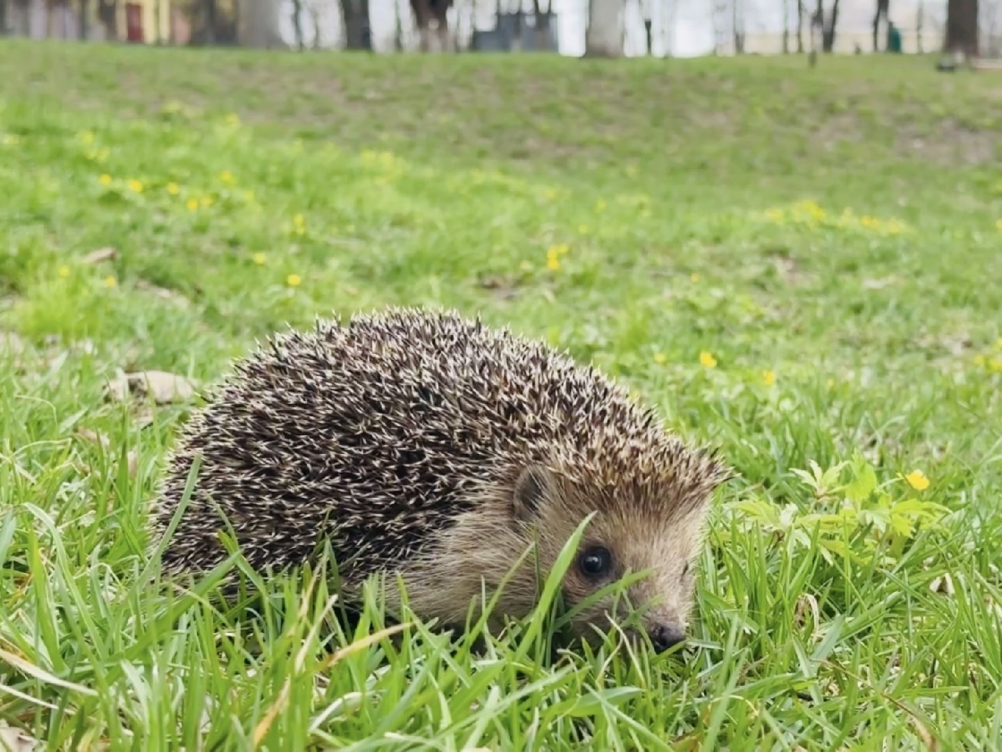 Раменское , спасение, спасение животных,