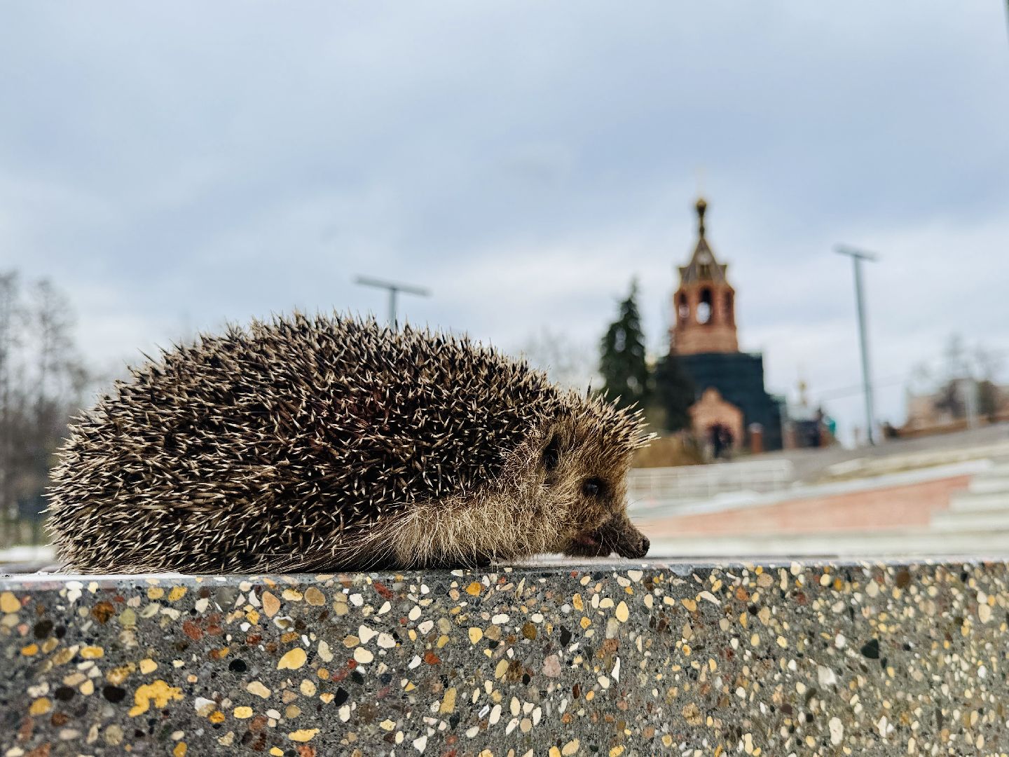 Раменское , спасение, спасение животных,