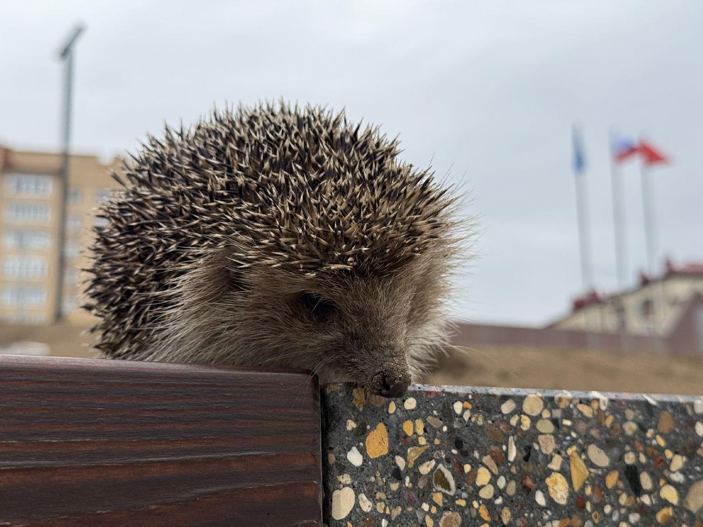 Раменское , спасение, спасение животных,