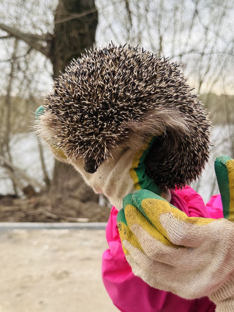 Раменское , спасение, спасение животных,