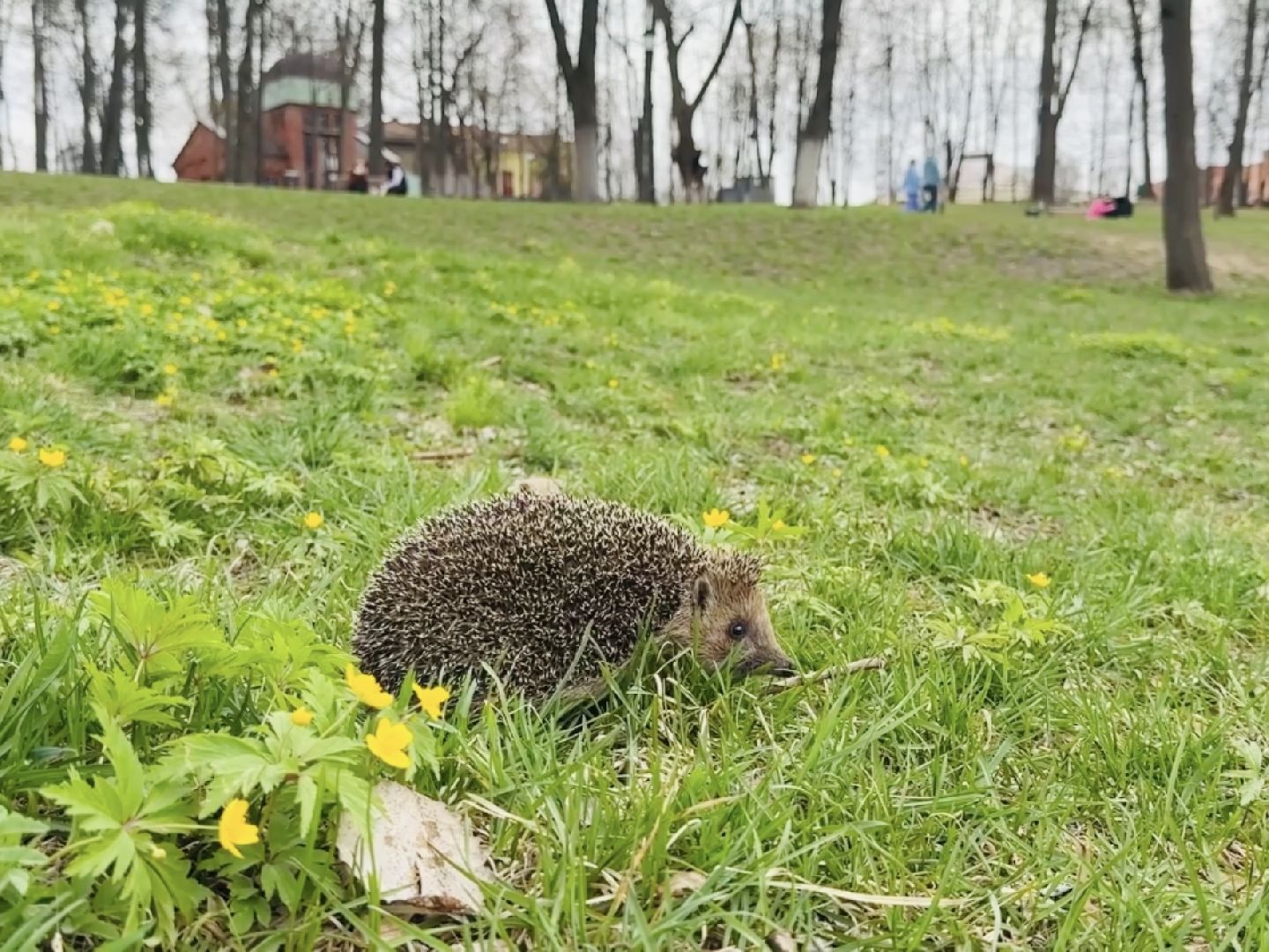 Раменское , спасение, спасение животных,