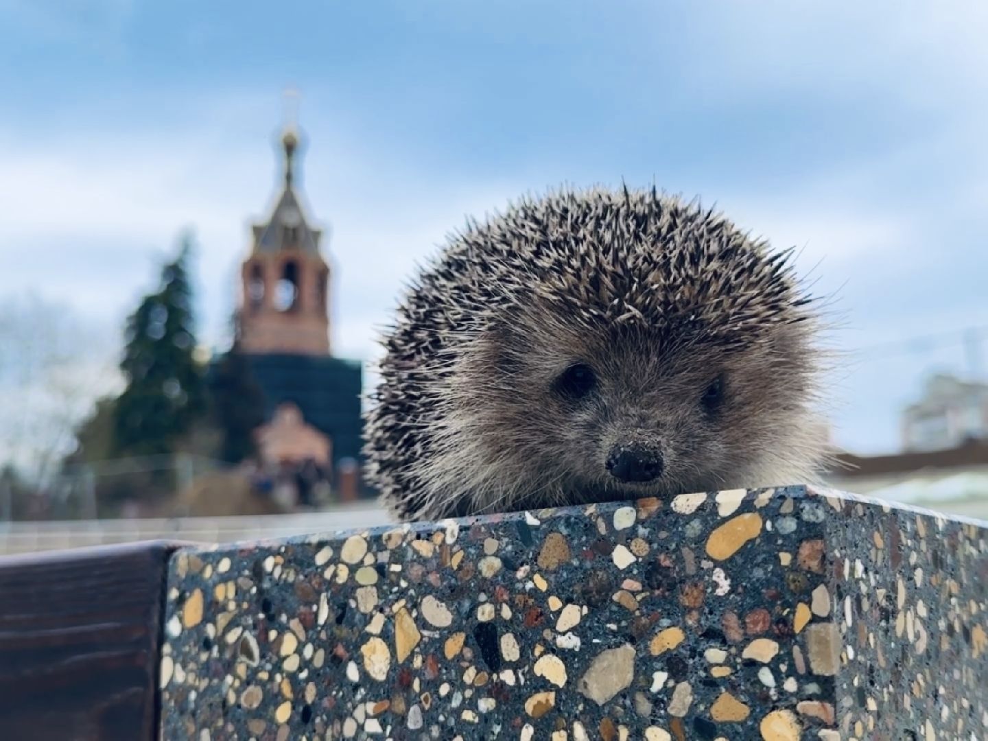 Раменское , спасение, спасение животных,