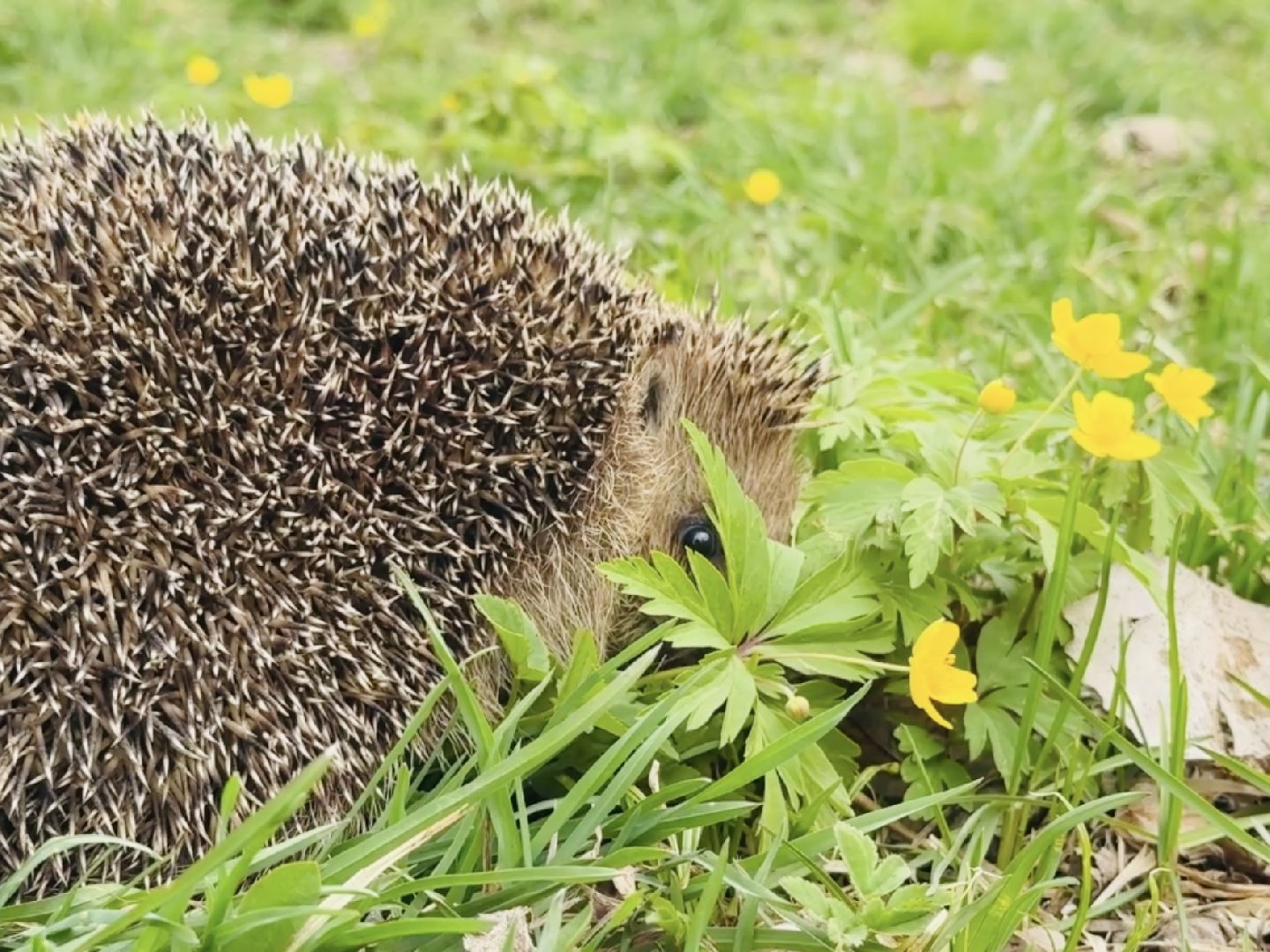 Раменское , спасение, спасение животных,