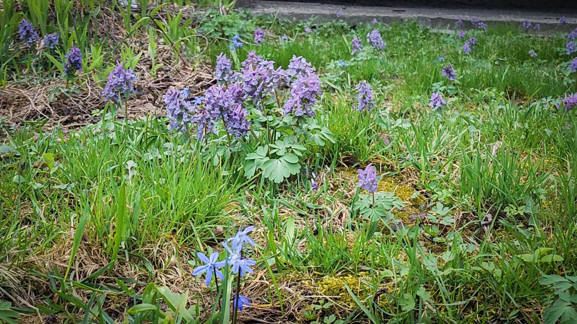 Бронницы , Зацвели первые нарциссы ,