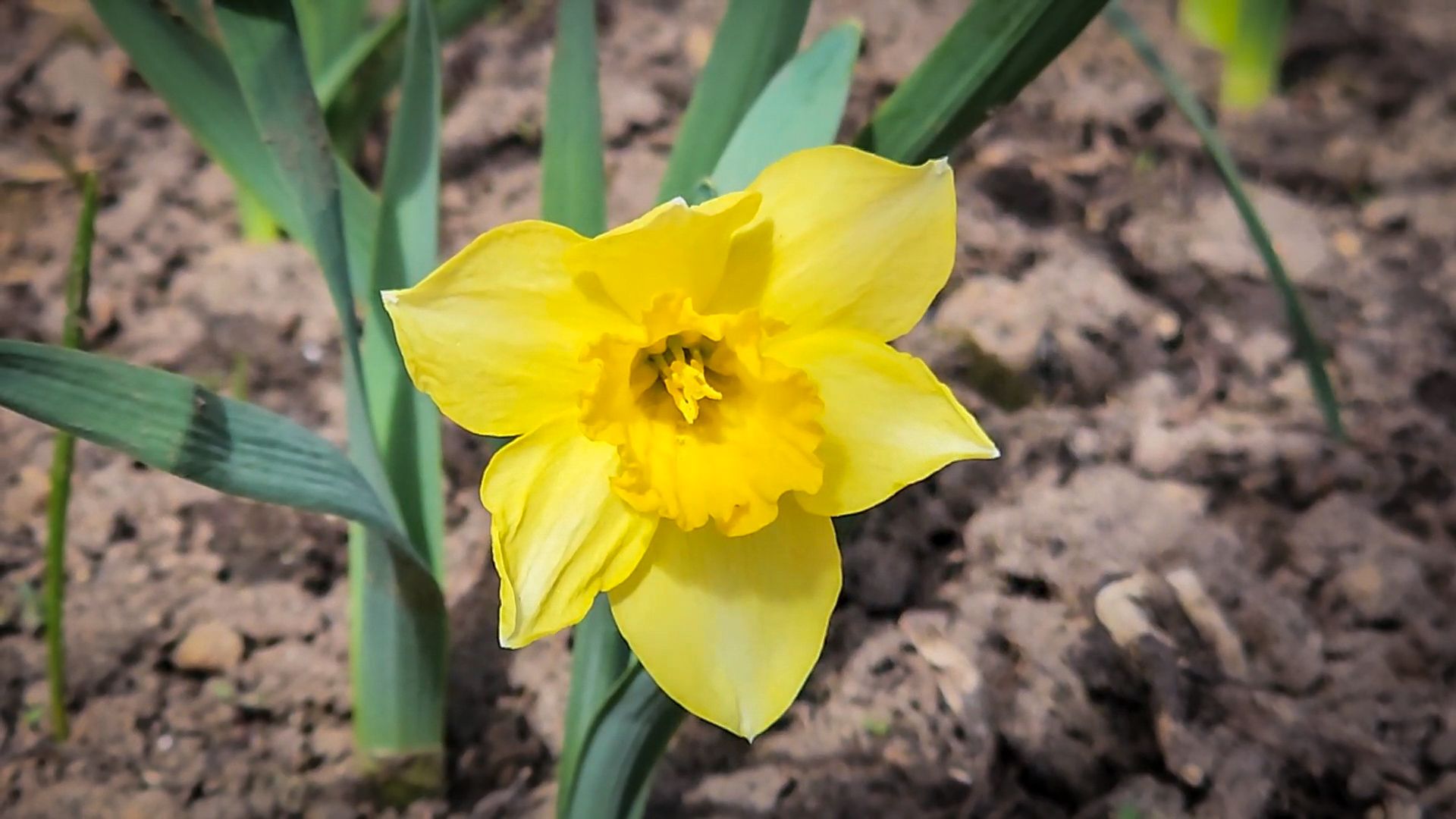 Бронницы , Зацвели первые нарциссы ,