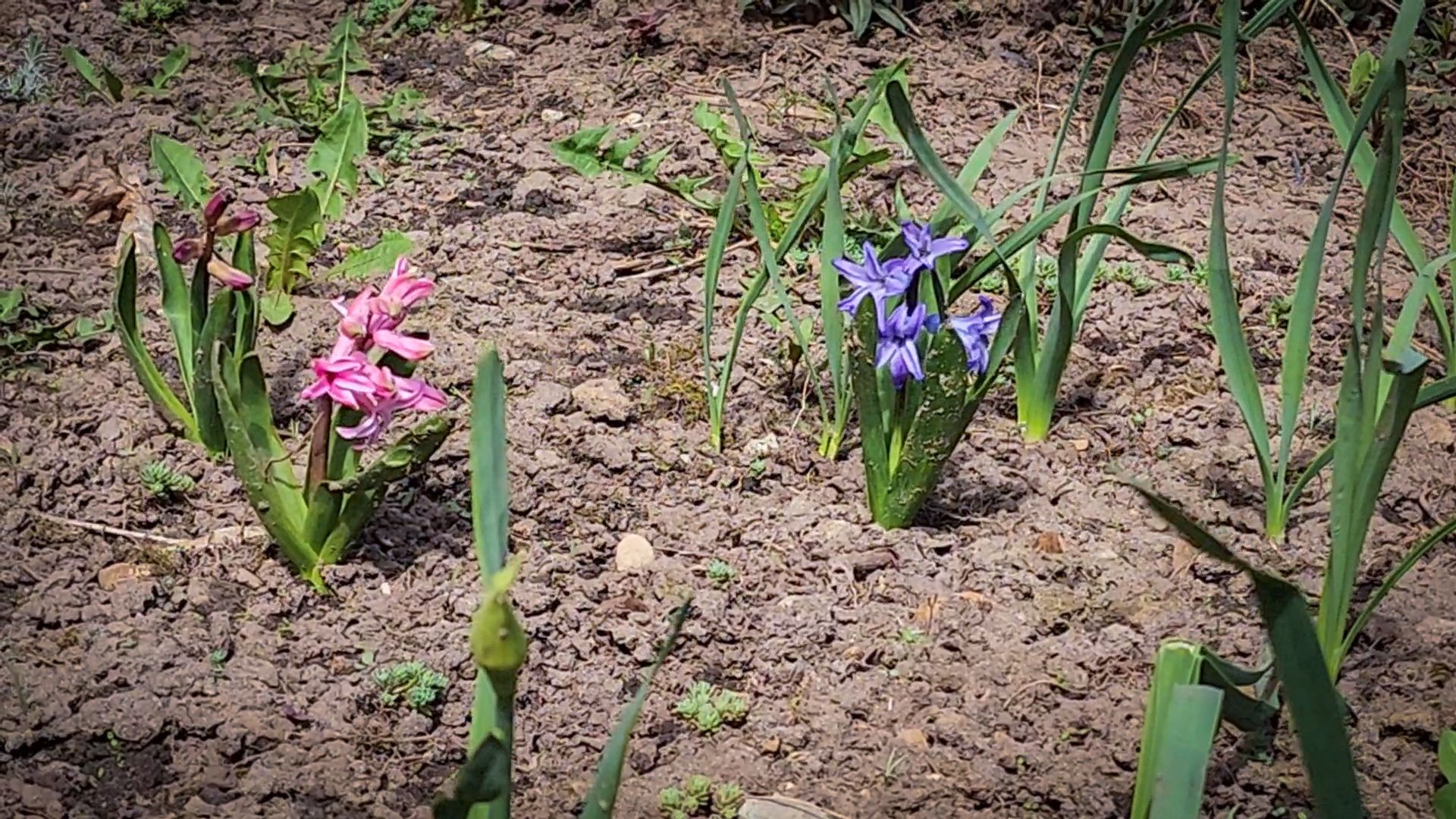 Бронницы , Зацвели первые нарциссы ,