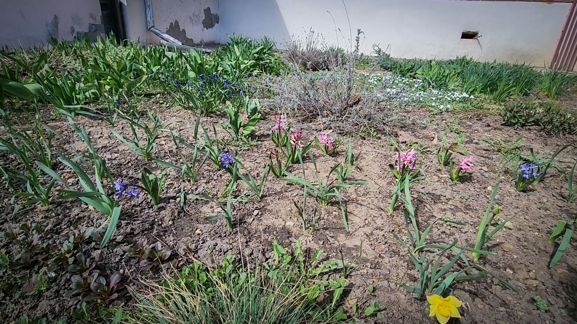 Бронницы , Зацвели первые нарциссы ,