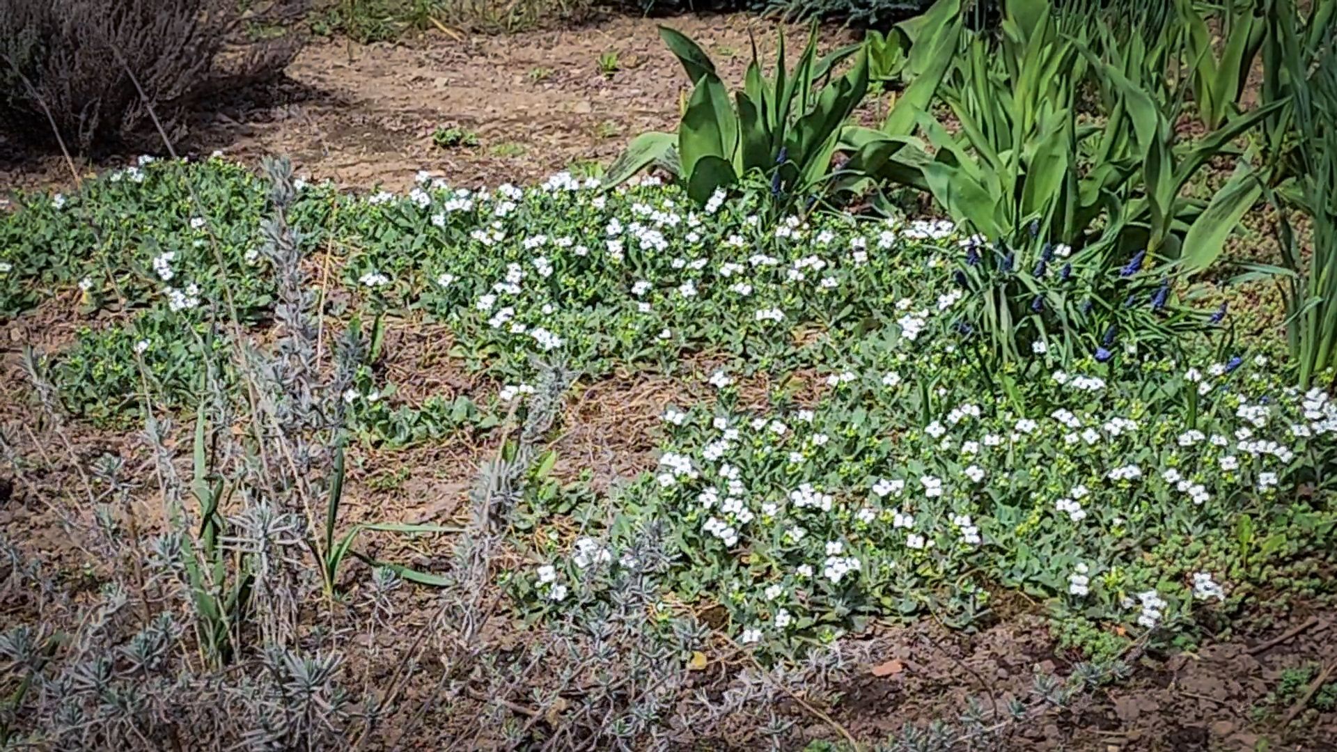 Бронницы , Зацвели первые нарциссы ,