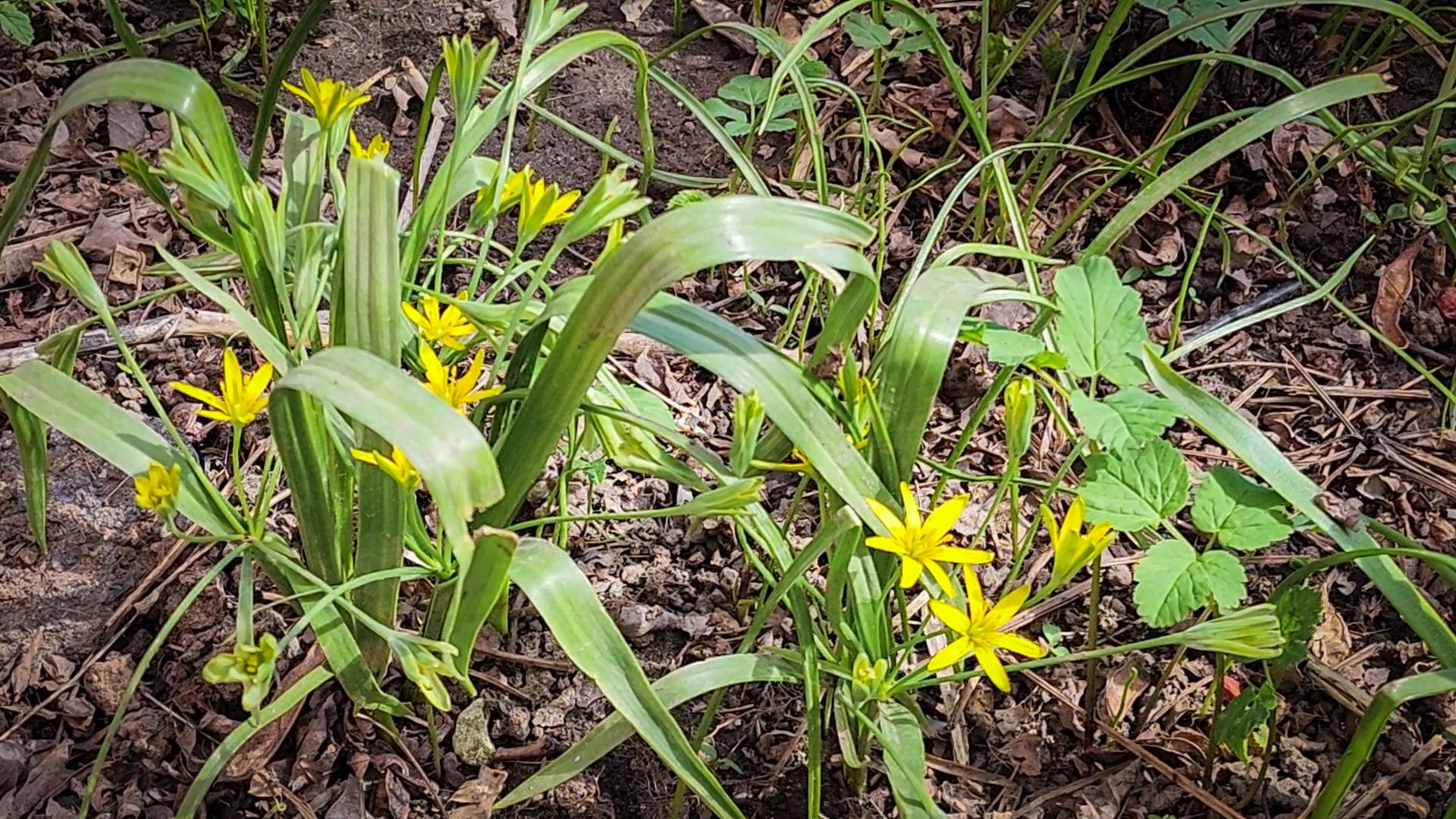 Бронницы , Зацвели первые нарциссы ,