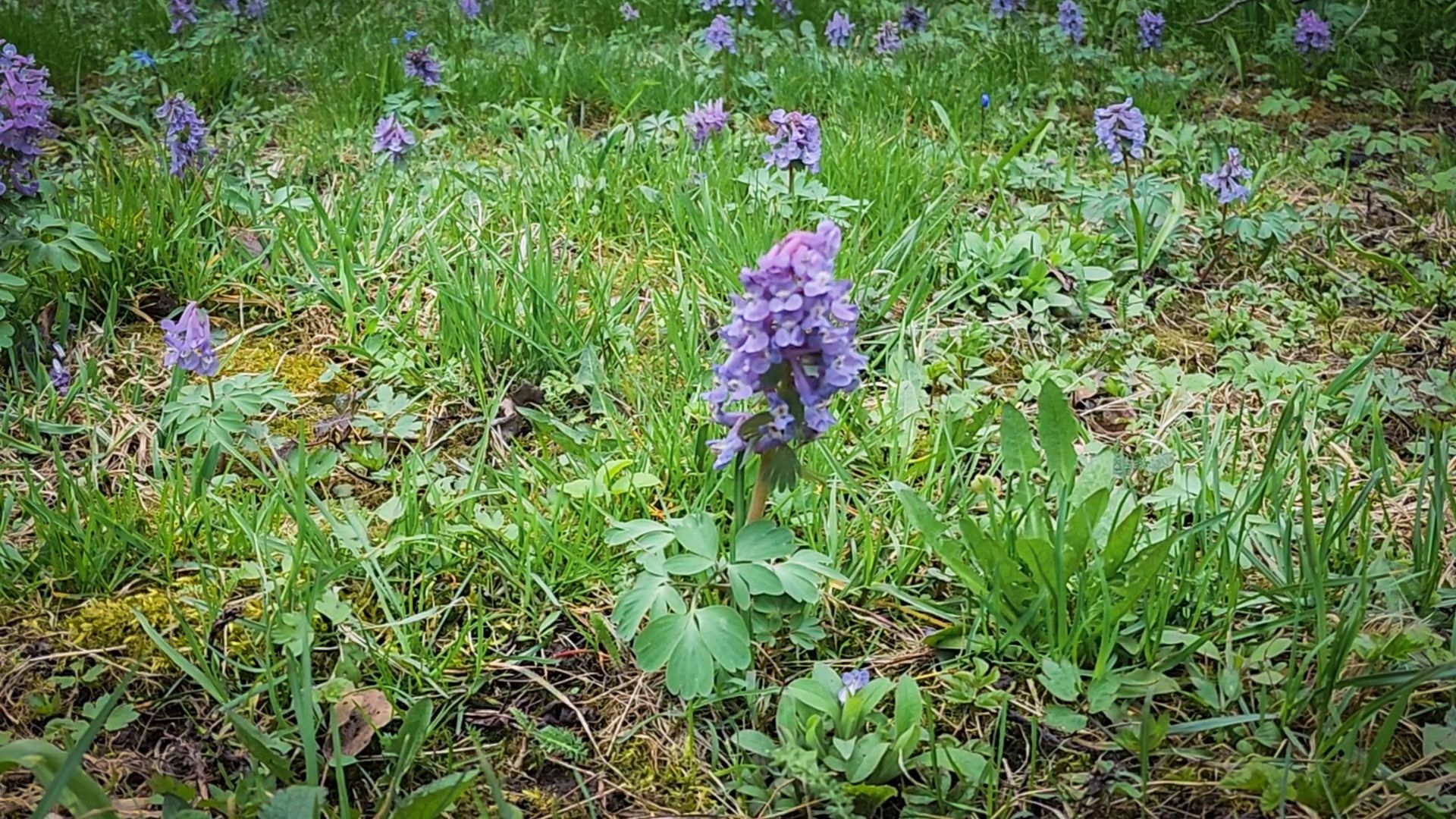 Бронницы , Зацвели первые нарциссы ,