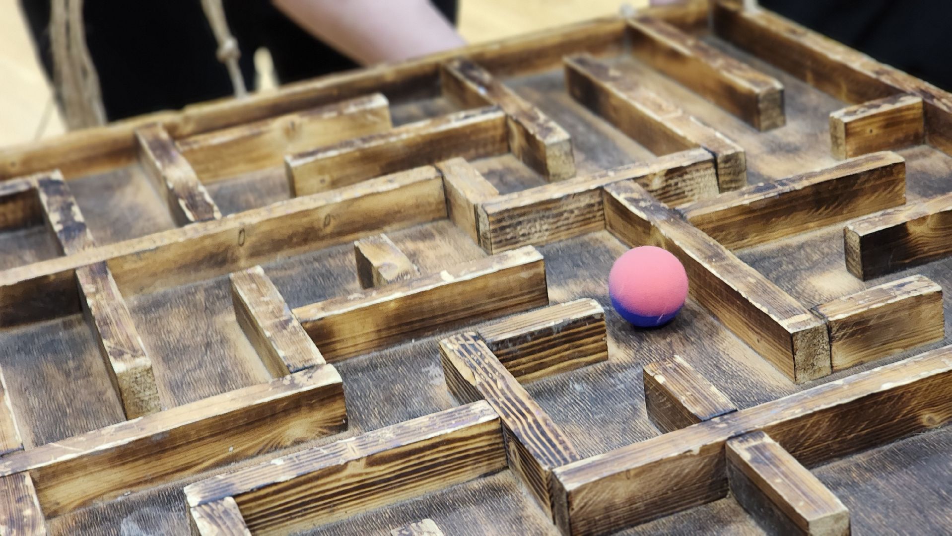 волоколамск, спартакиада, лама,