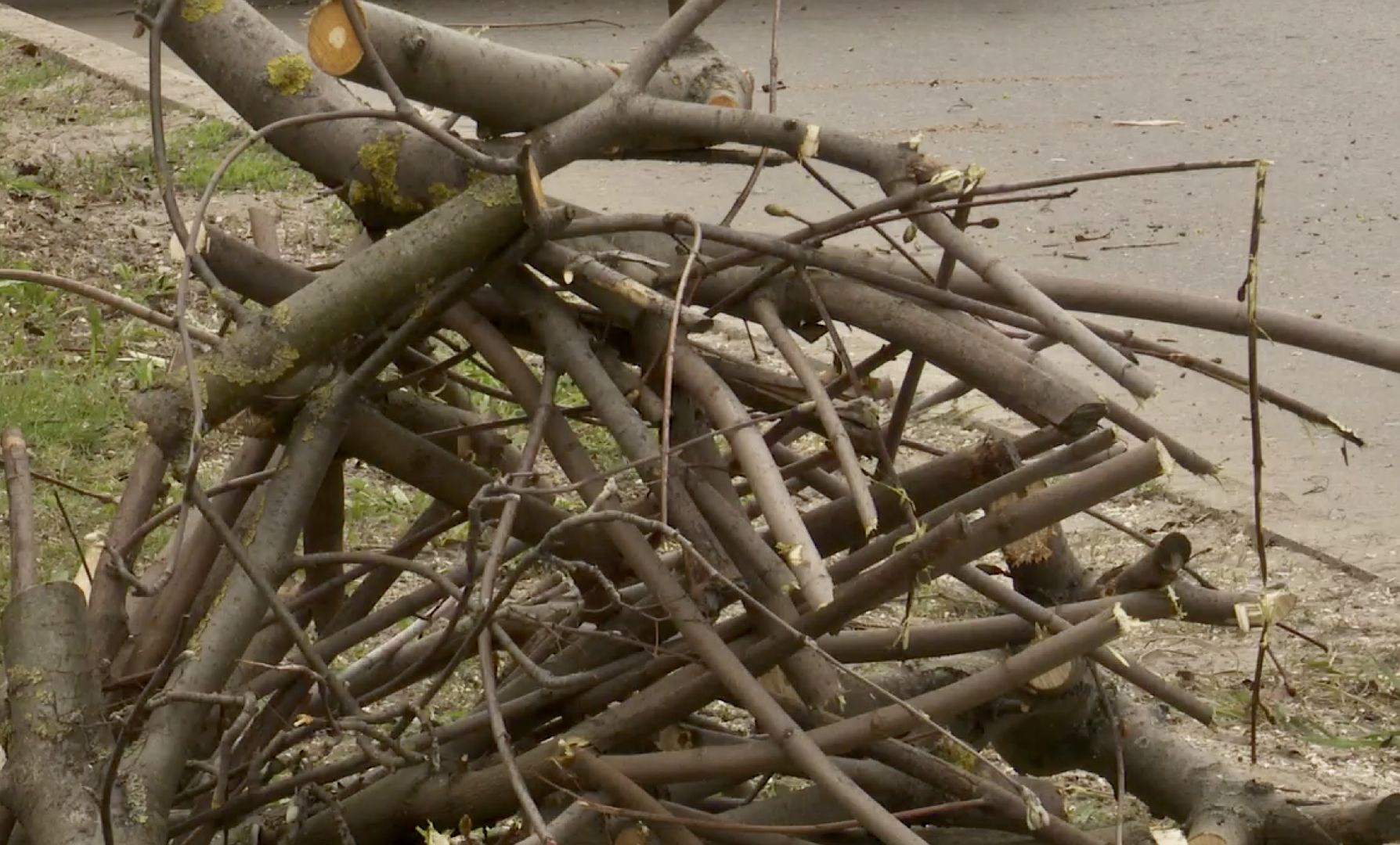 Клин, благоустройство, люди, опиловка