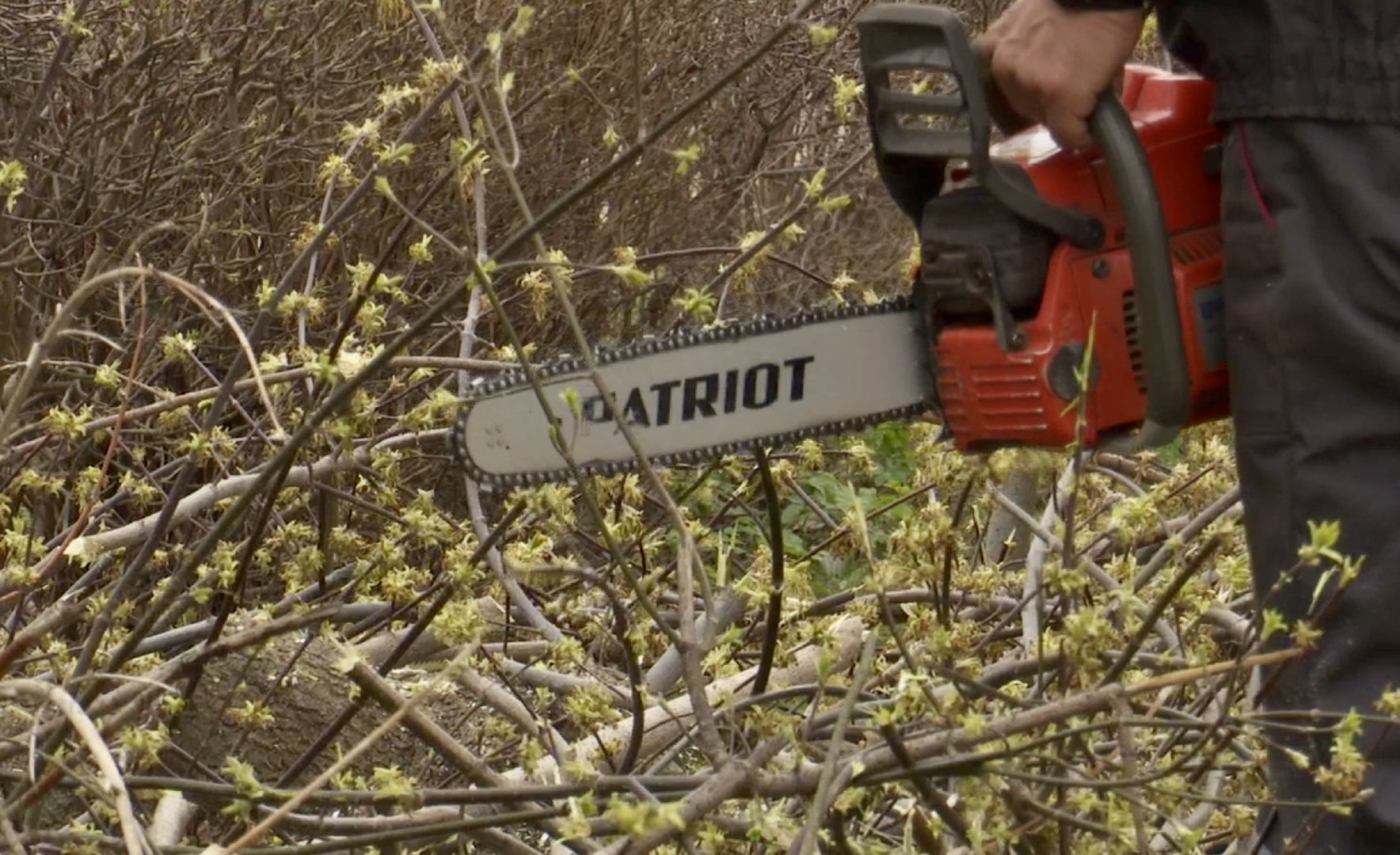 Клин, благоустройство, люди, опиловка