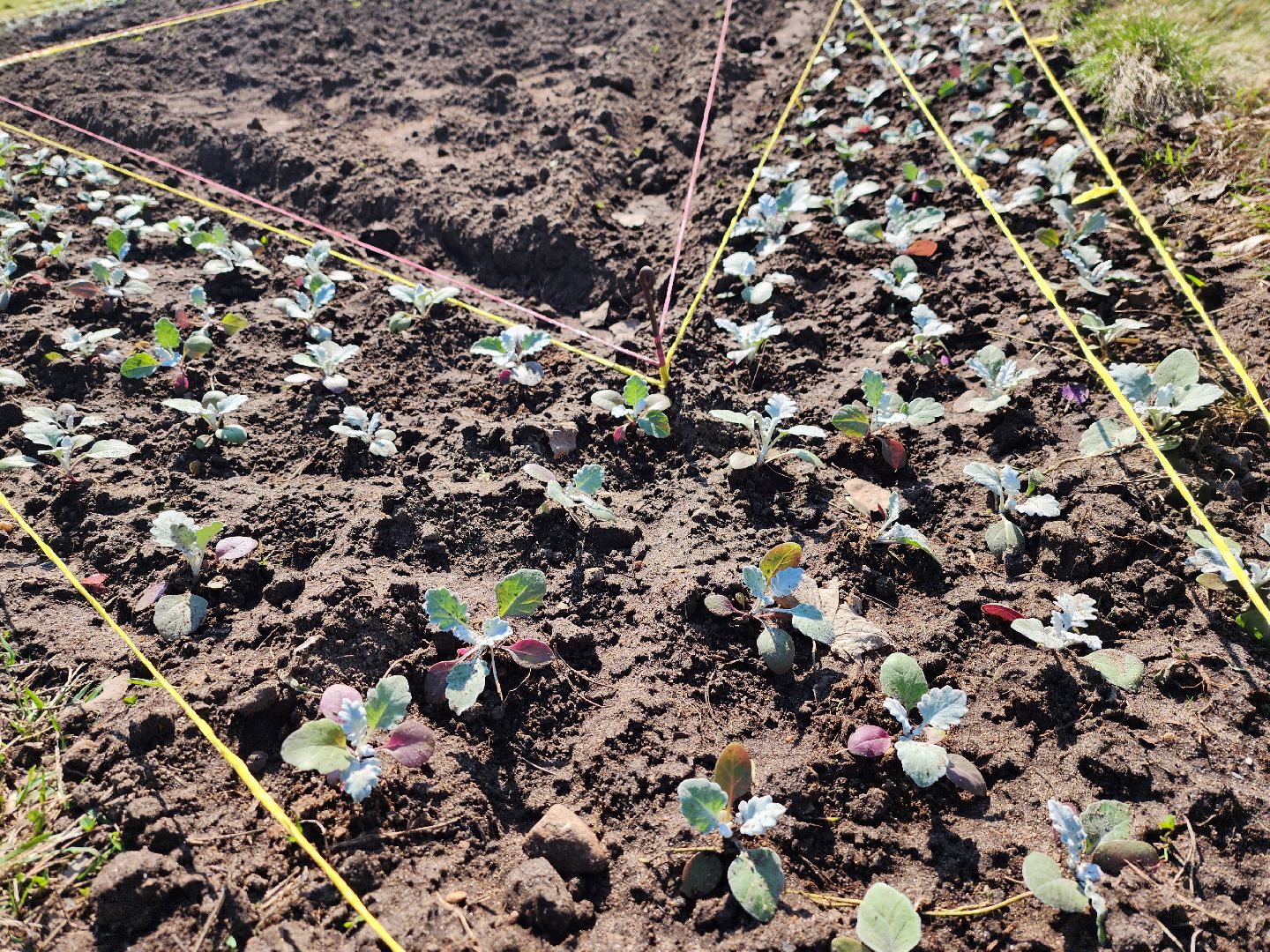 королёв, день победы, благоустройство, мемориал славы в королеве,