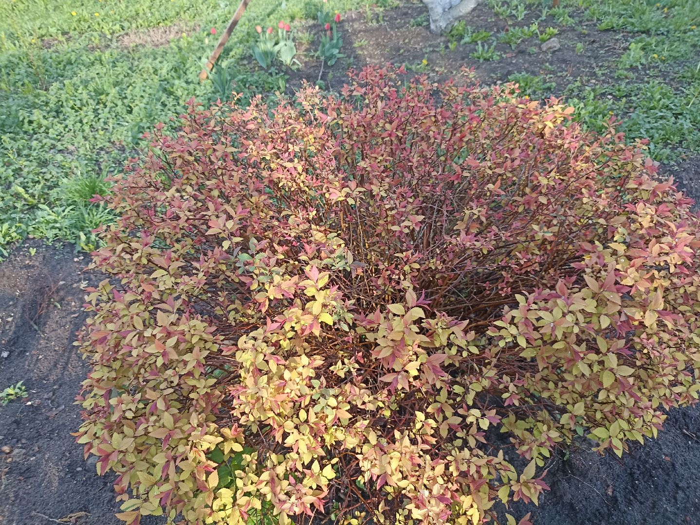 Серпухов, Подмосковье, монастырь, весна, тюльпаны, цветение, черешня, туризм, православие, поломничество