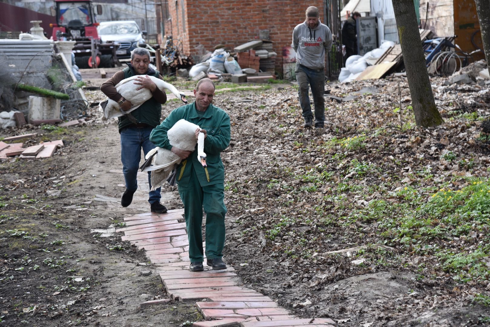 лотошино, лотошинский парк, лебеди, экология,