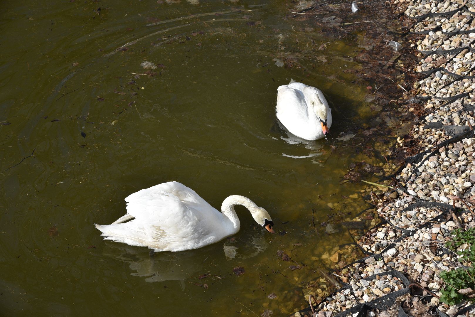 лотошино, лотошинский парк, лебеди, экология,