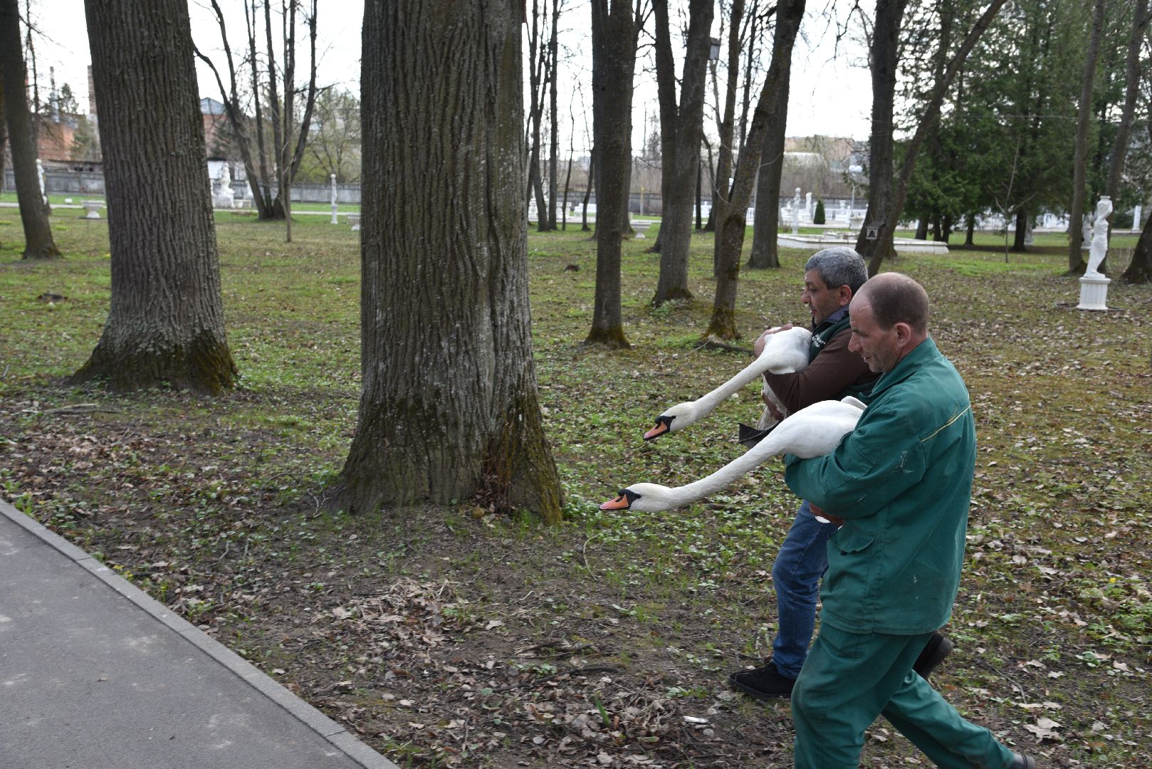 лотошино, лотошинский парк, лебеди, экология,
