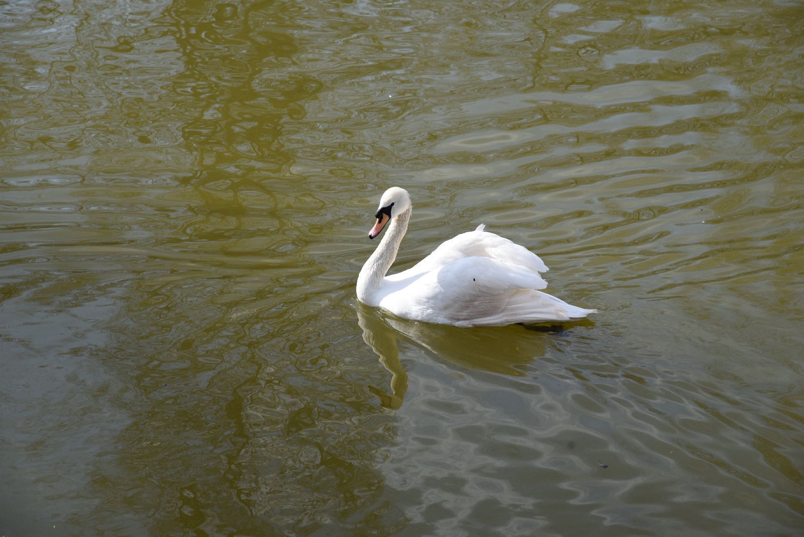 лотошино, лотошинский парк, лебеди, экология,