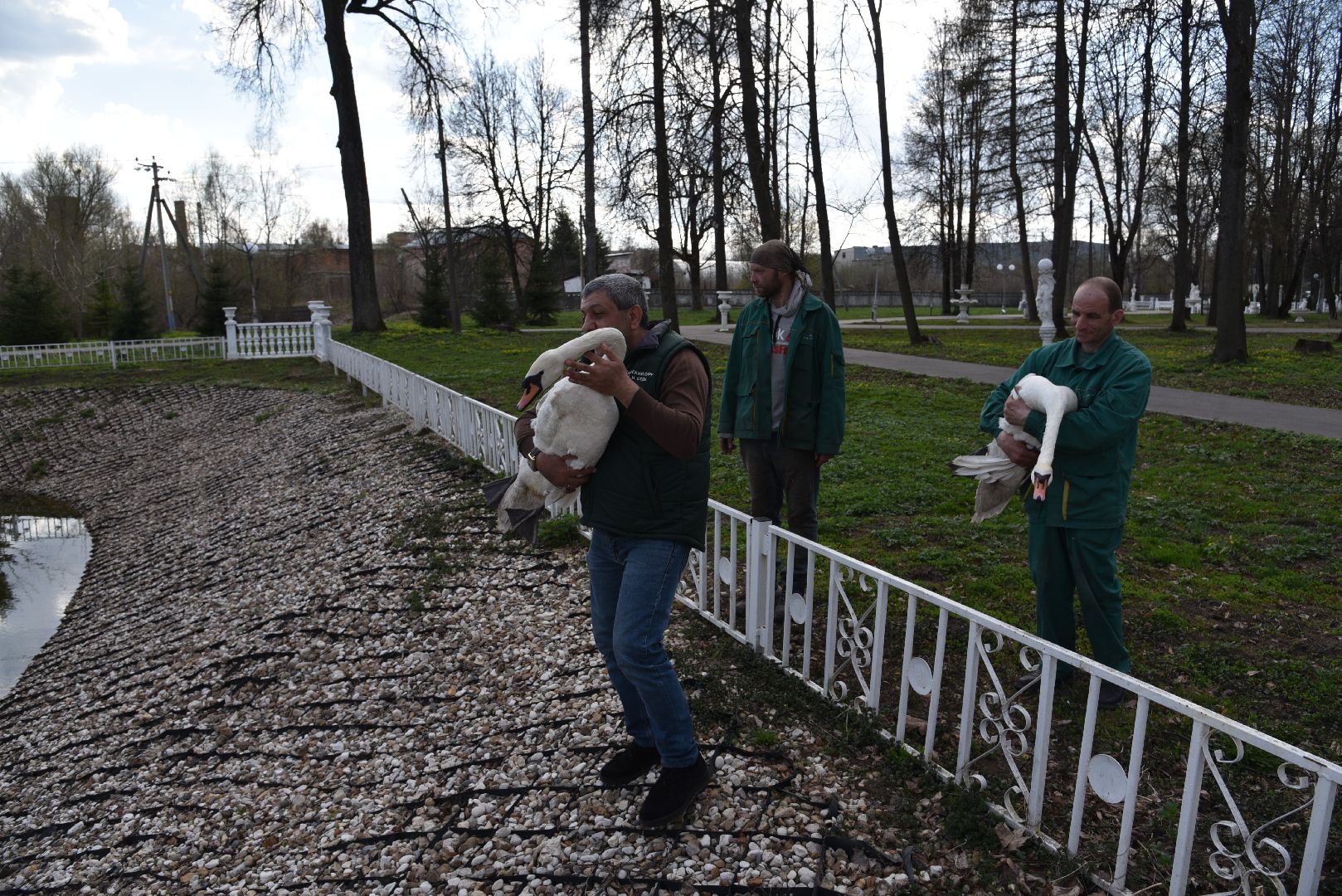 лотошино, лотошинский парк, лебеди, экология,