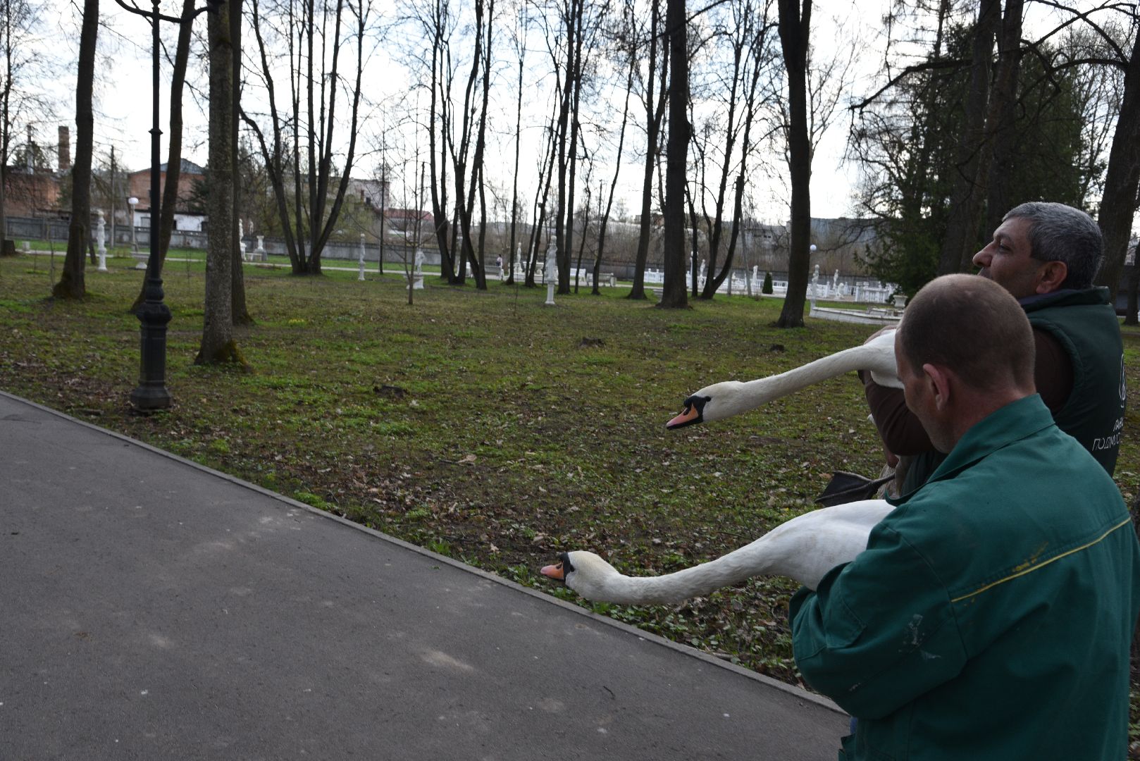 лотошино, лотошинский парк, лебеди, экология,