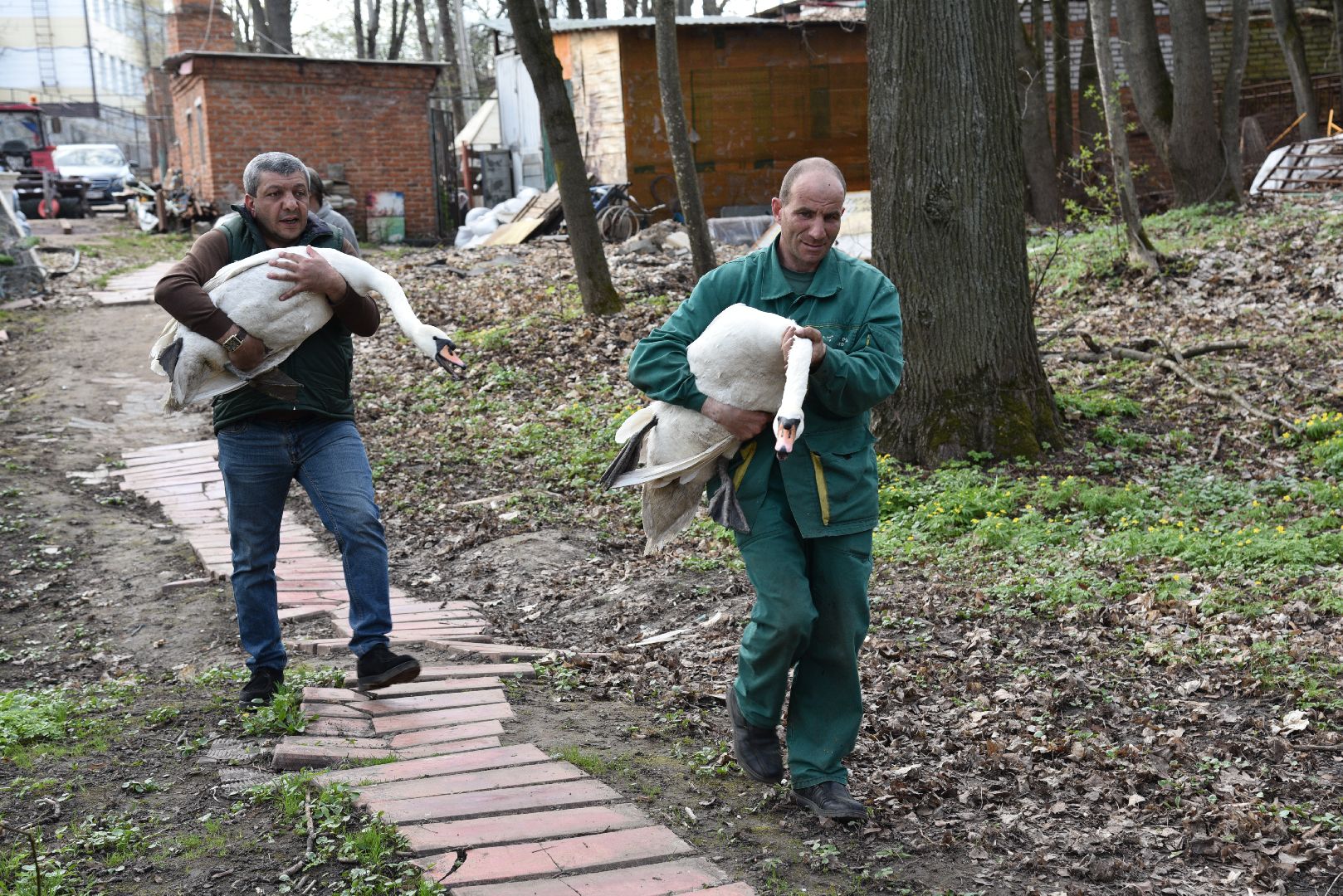 лотошино, лотошинский парк, лебеди, экология,
