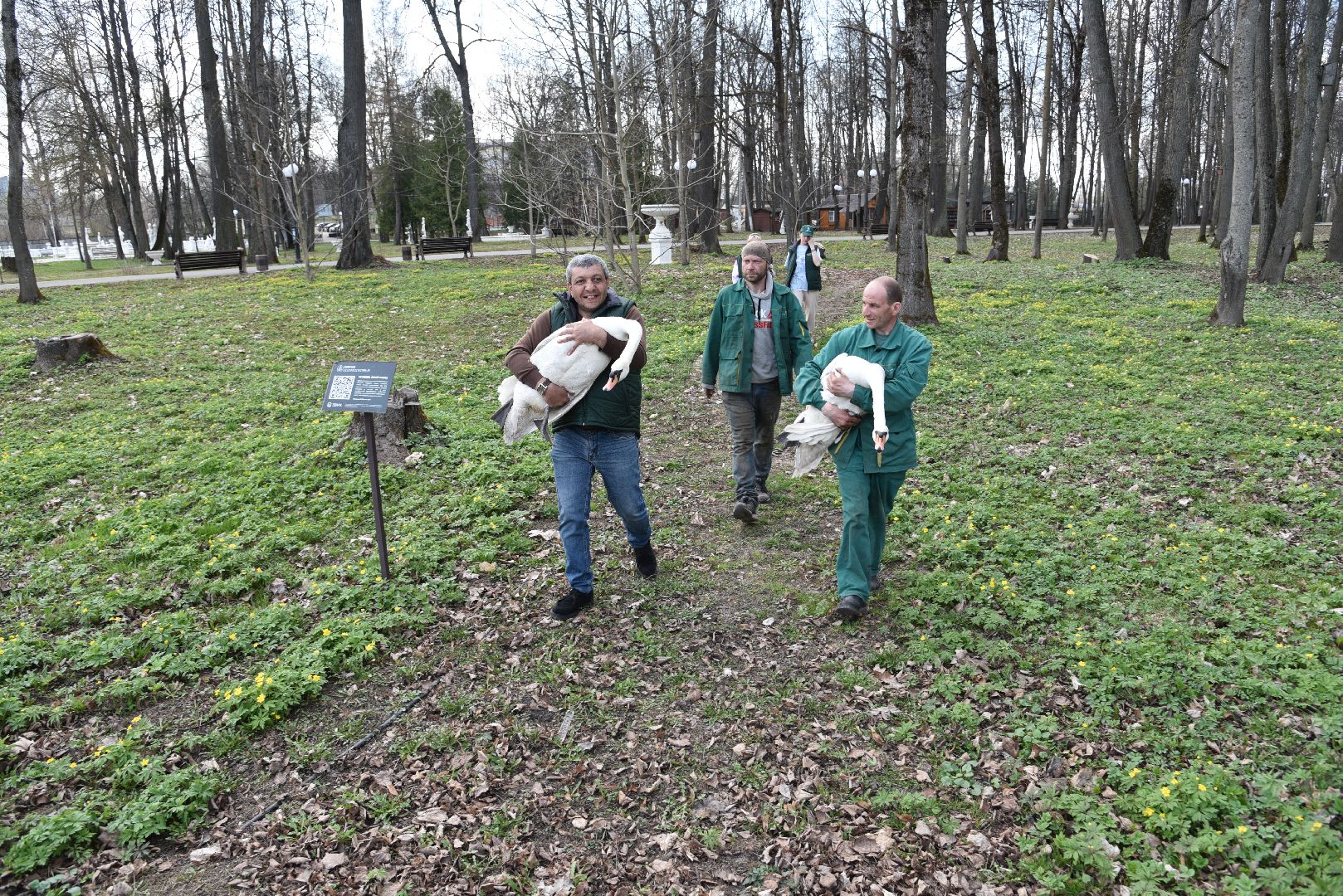 лотошино, лотошинский парк, лебеди, экология,