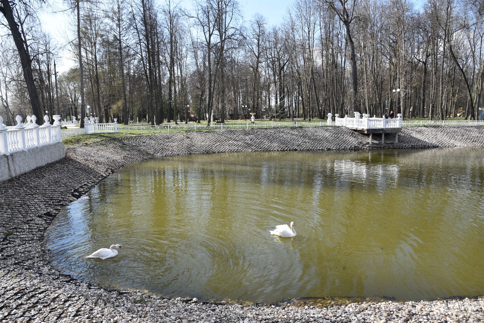 лотошино, лотошинский парк, лебеди, экология,