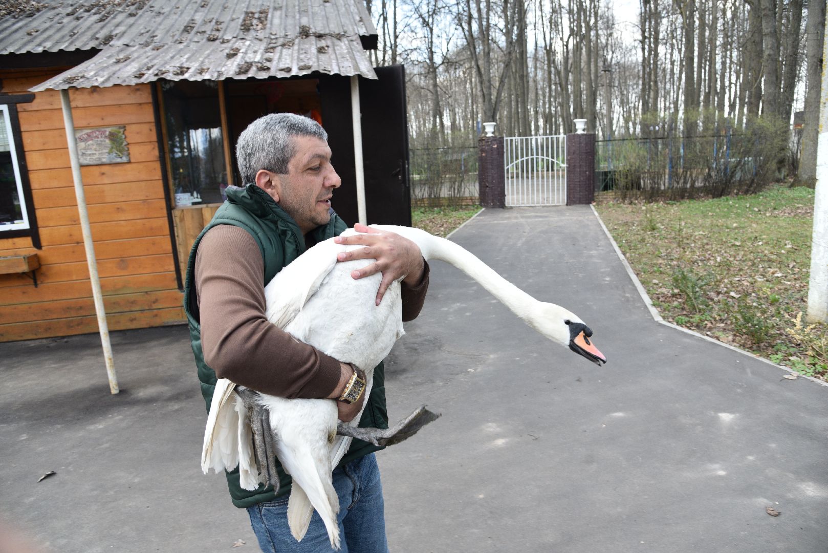 лотошино, лотошинский парк, лебеди, экология,