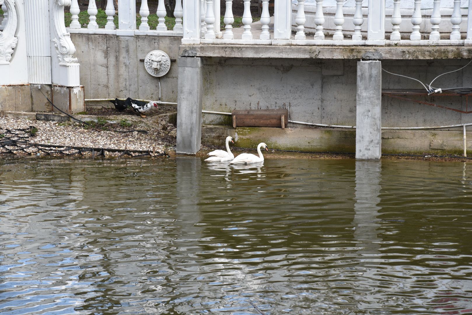 лотошино, лотошинский парк, лебеди, экология,