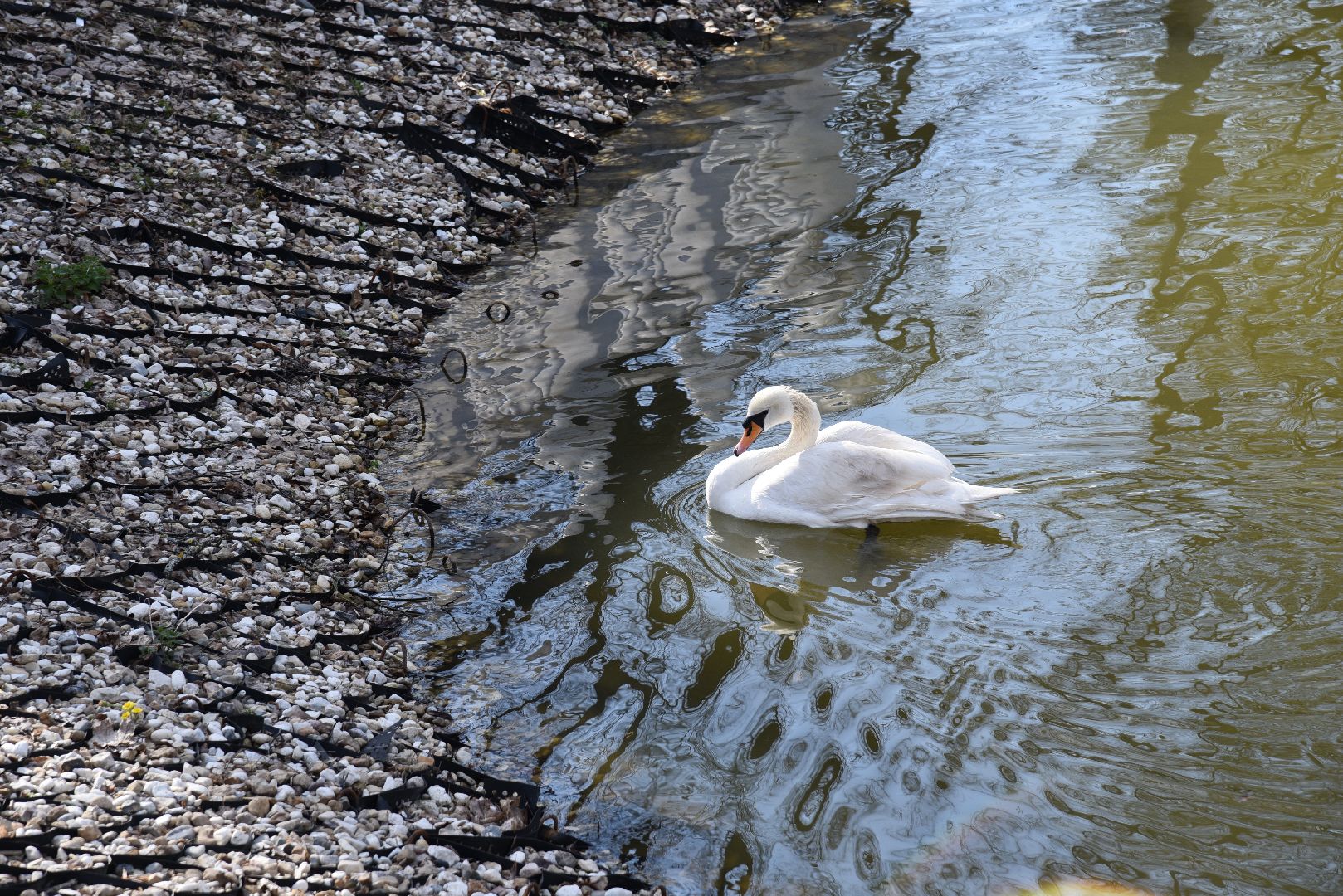 лотошино, лотошинский парк, лебеди, экология,