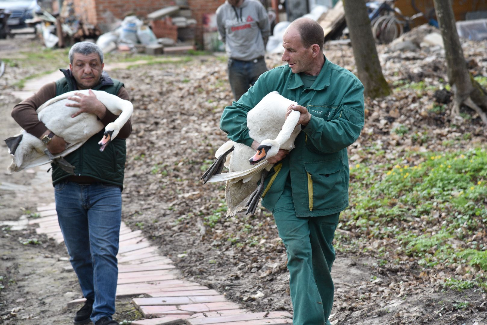 лотошино, лотошинский парк, лебеди, экология,