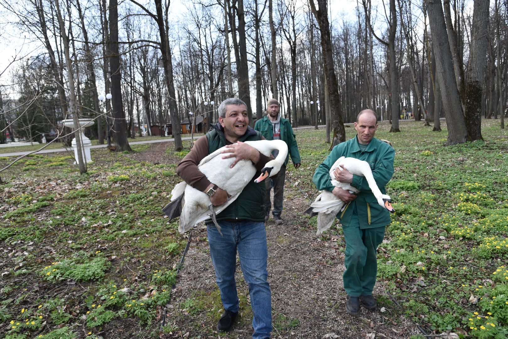 лотошино, лотошинский парк, лебеди, экология,