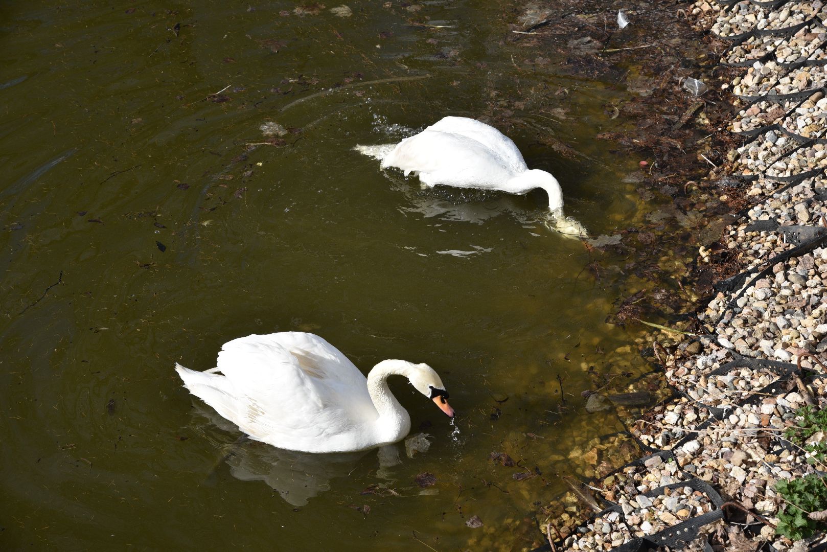 лотошино, лотошинский парк, лебеди, экология,
