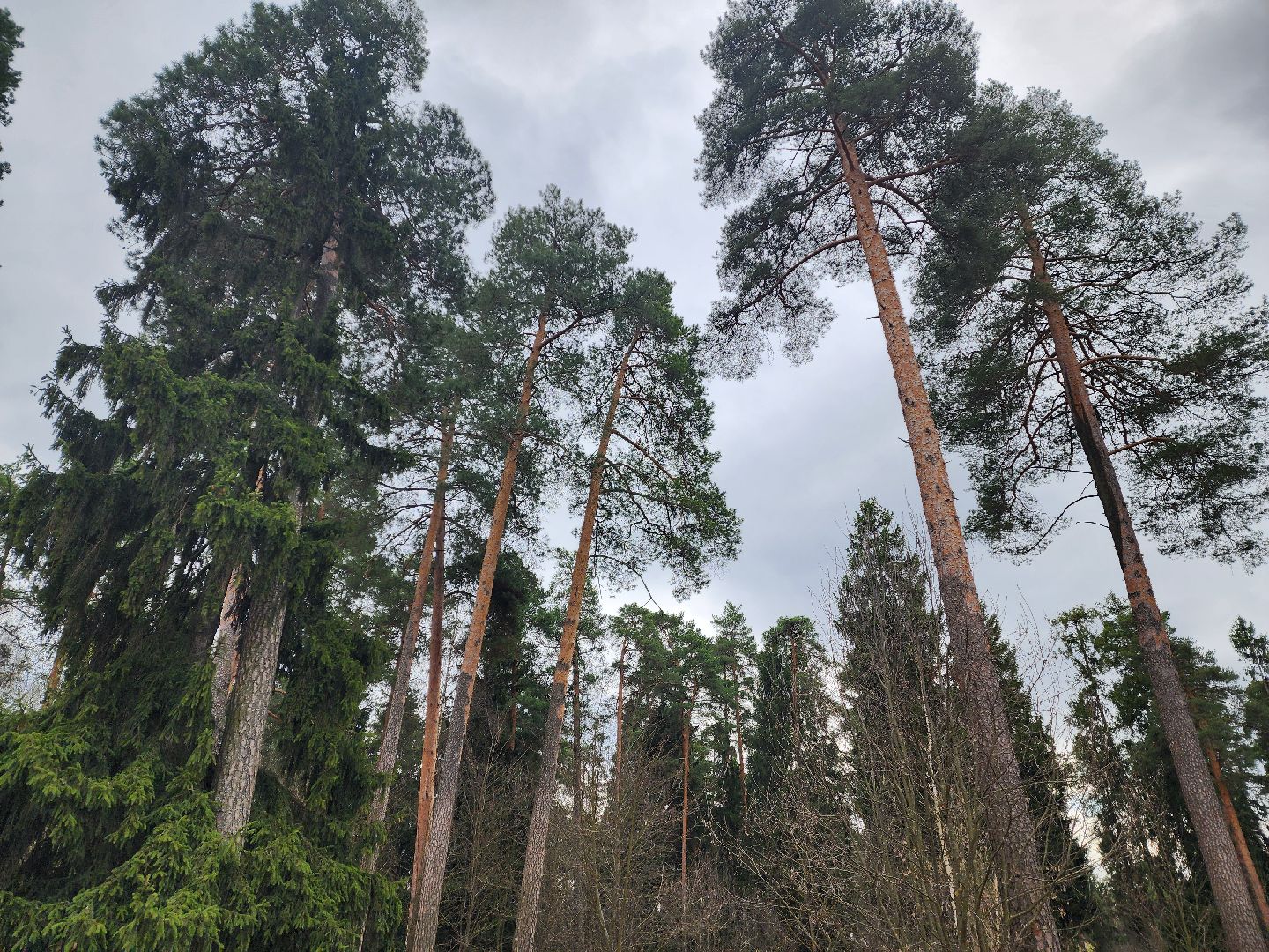 красноармейск, городской округ пушкинский, лесопарк, банный лес, инициатива жителей,