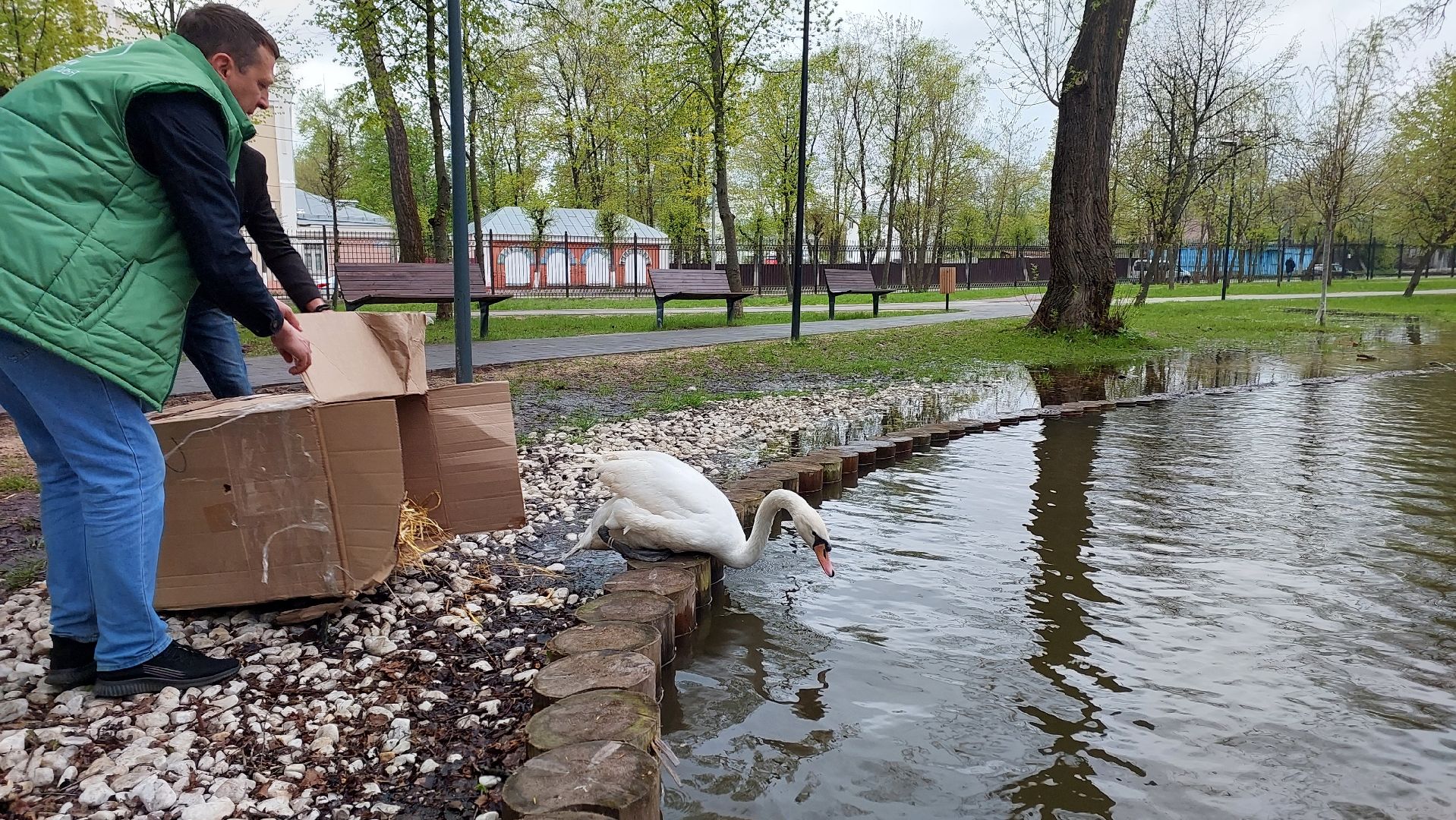 серпухов, лебеди, городской парк, парки подмосковья, зимовка, перемены, весна,