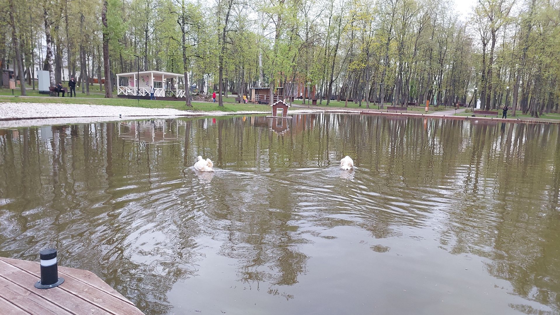 серпухов, лебеди, городской парк, парки подмосковья, зимовка, перемены, весна,