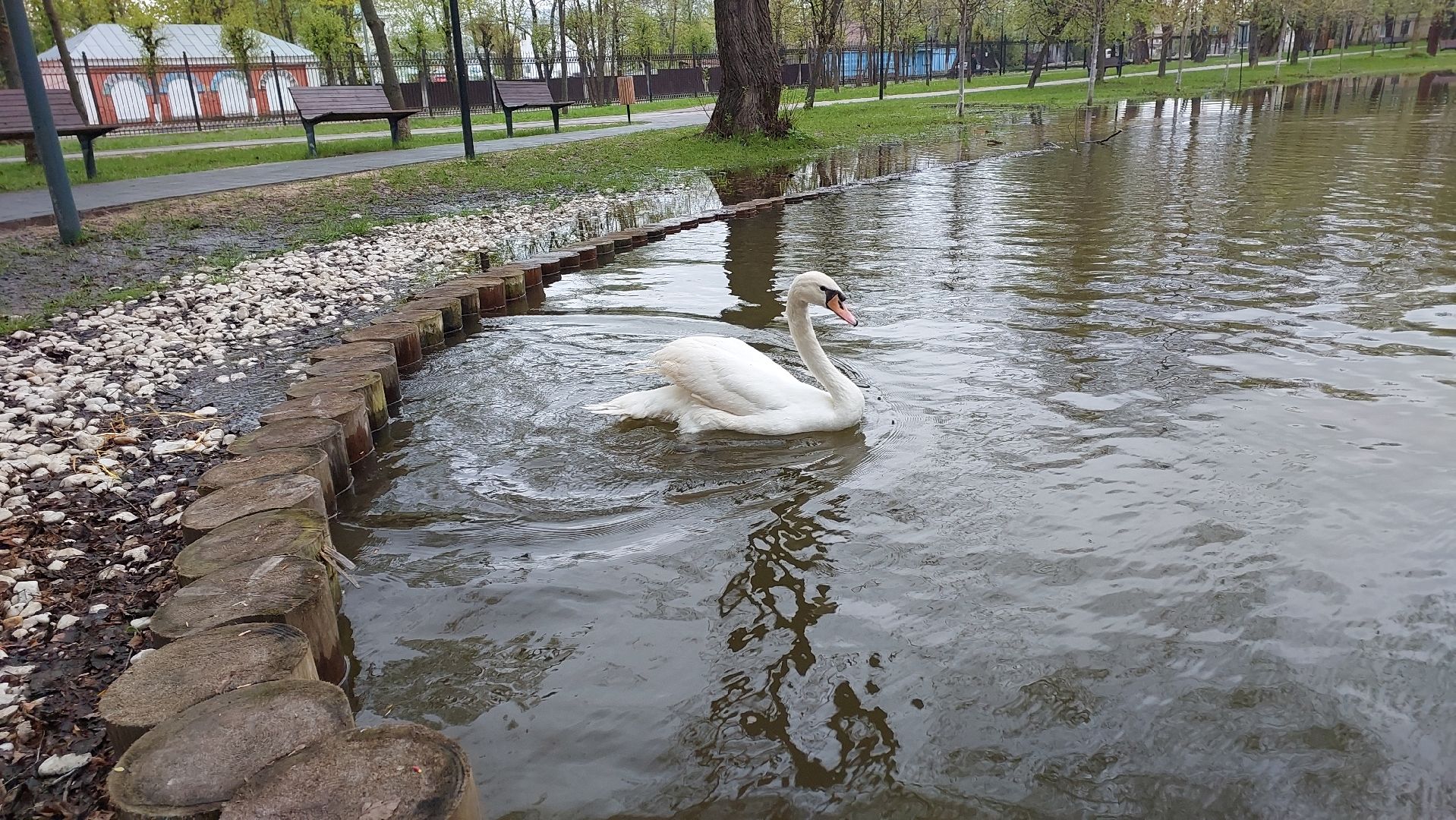 серпухов, лебеди, городской парк, парки подмосковья, зимовка, перемены, весна,