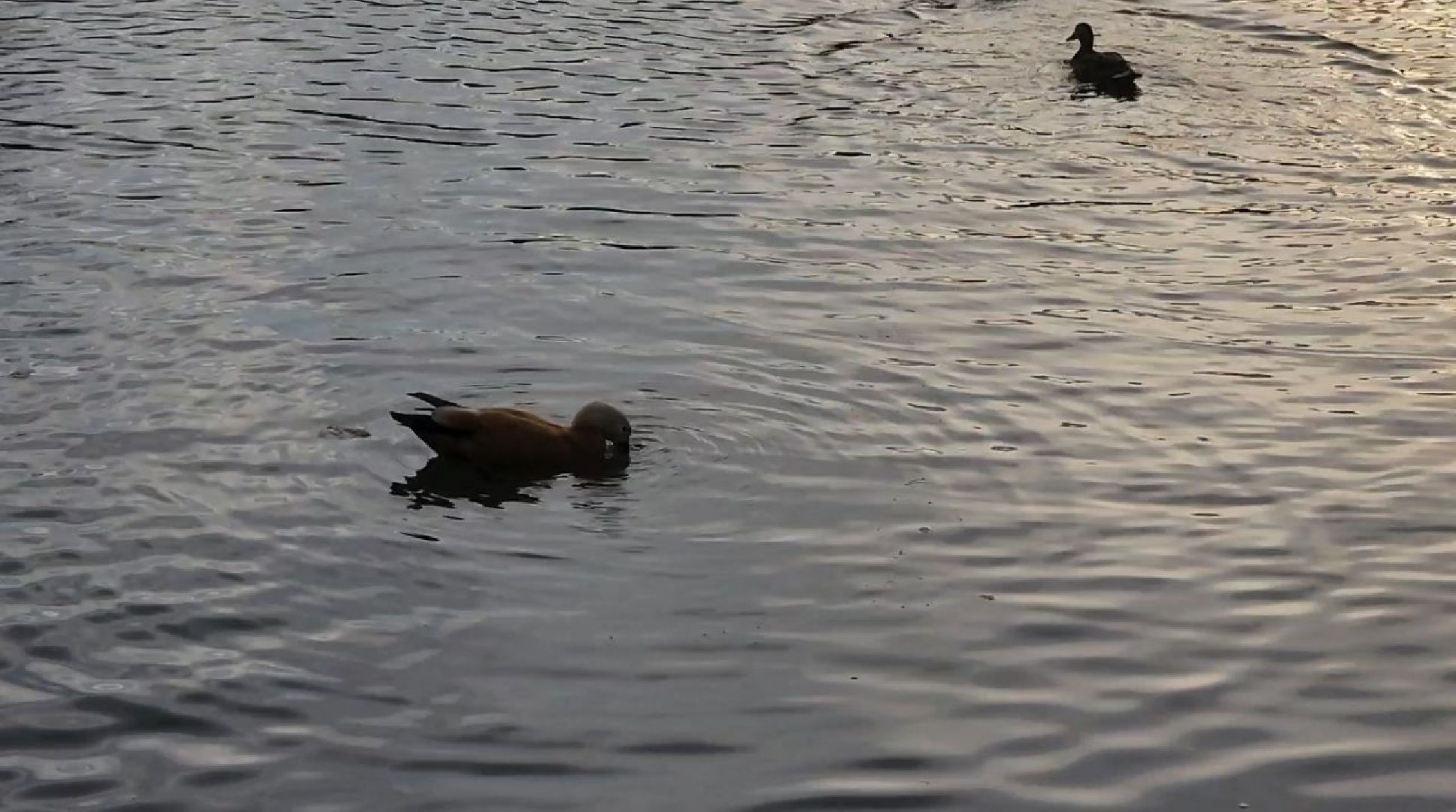 долгопрудный, парки, утки, чайки, пруды, домик для уток,