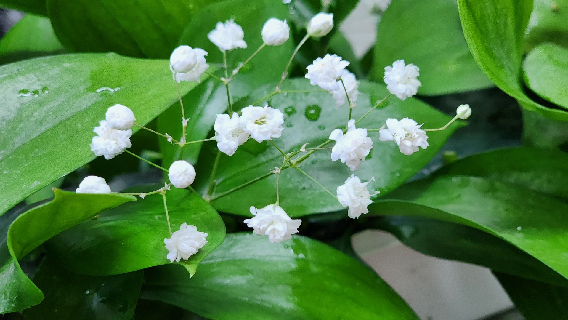 Луховицы , Пасха,