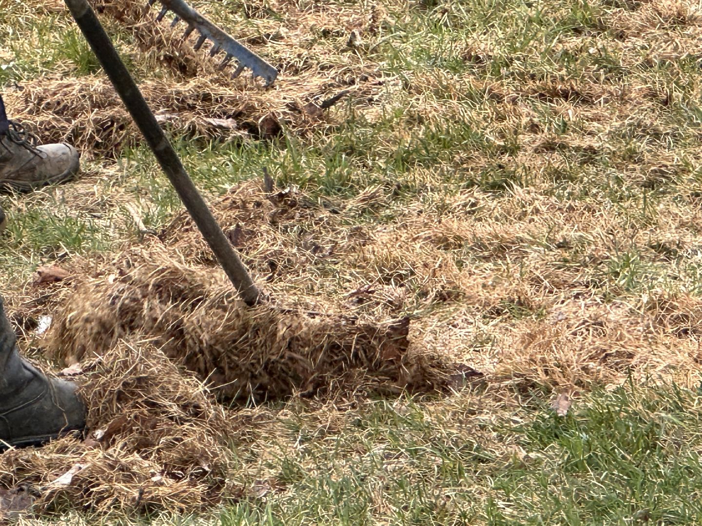 Одинцово, Союзный, Благоустройство, Газон, Парки Подмосковья