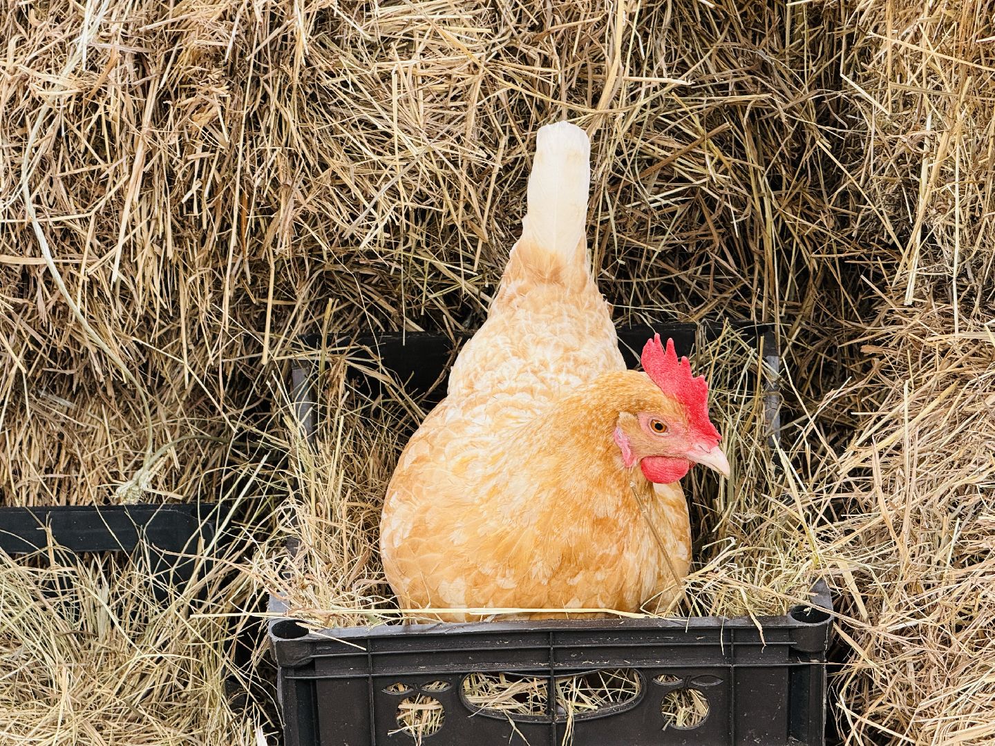 раменское, пасха, троицкий храм, троицкий храм раменское, освящение яиц,