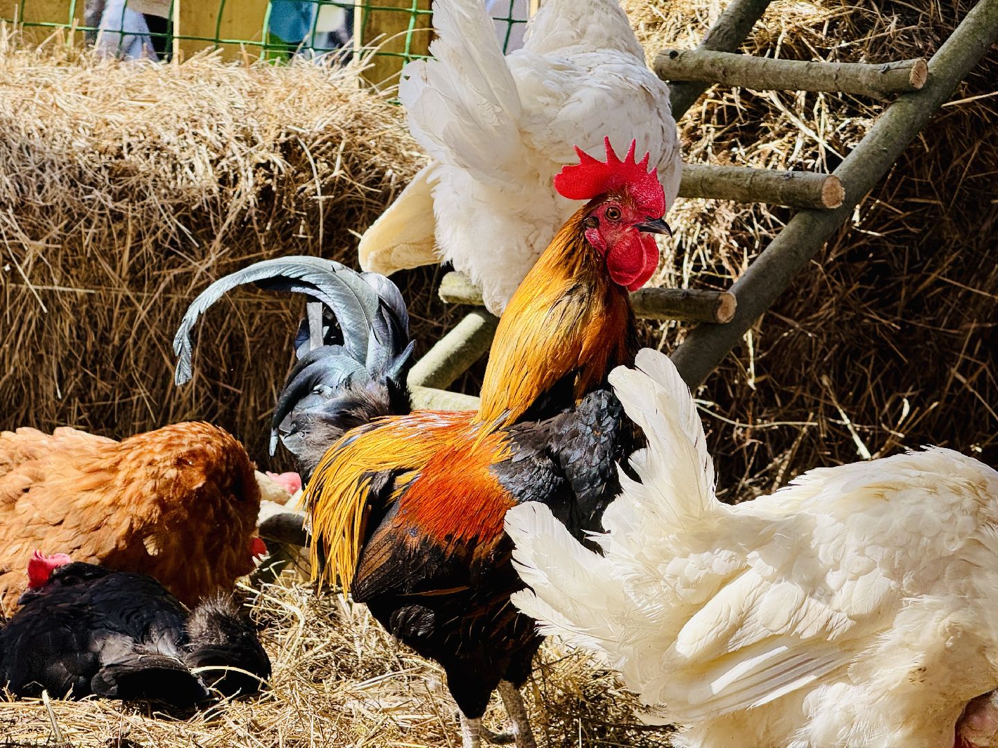 раменское, пасха, троицкий храм, троицкий храм раменское, освящение яиц,