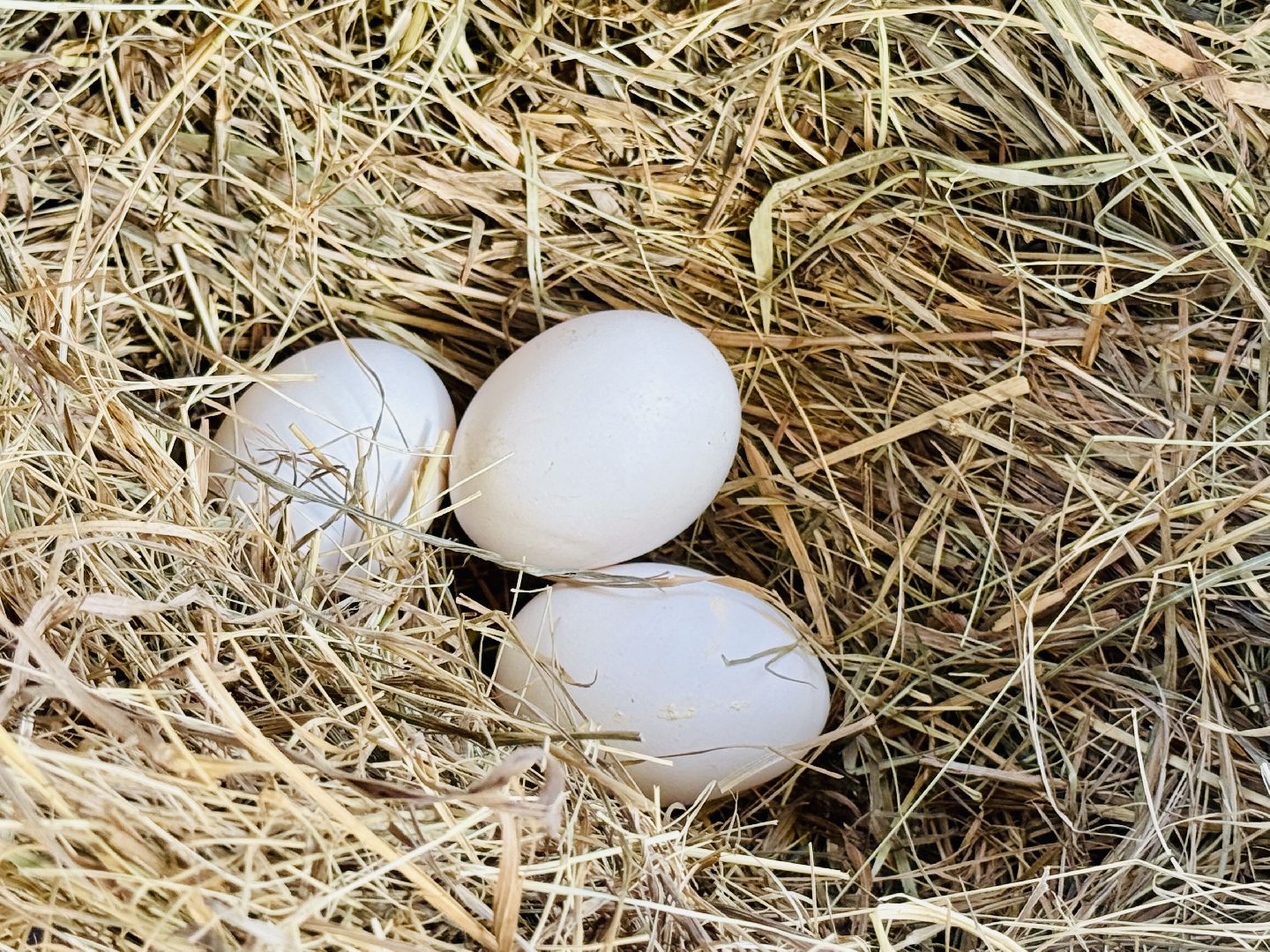 раменское, пасха, троицкий храм, троицкий храм раменское, освящение яиц,