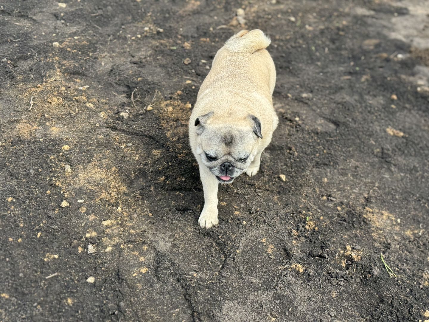 высадка деревьев, ленинский городской округ, субботник,