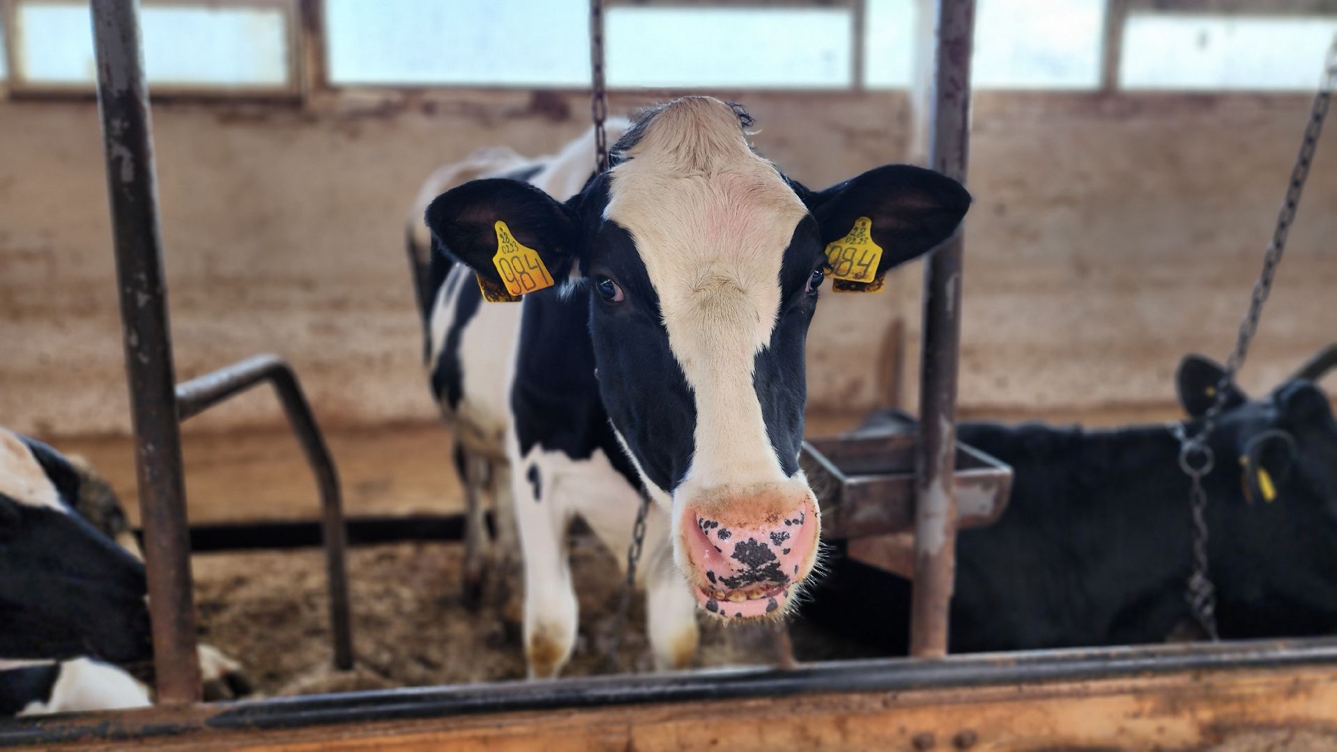 ферма, ферма цветковых, расширение производства, щёлково,